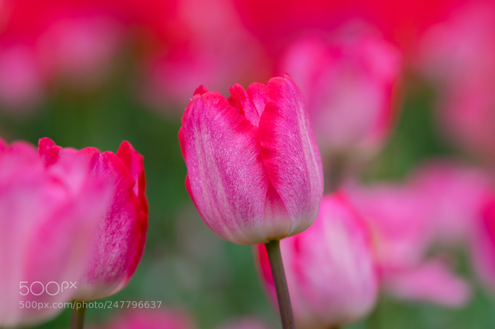 Sony a7 II sample photo. Tulip photography