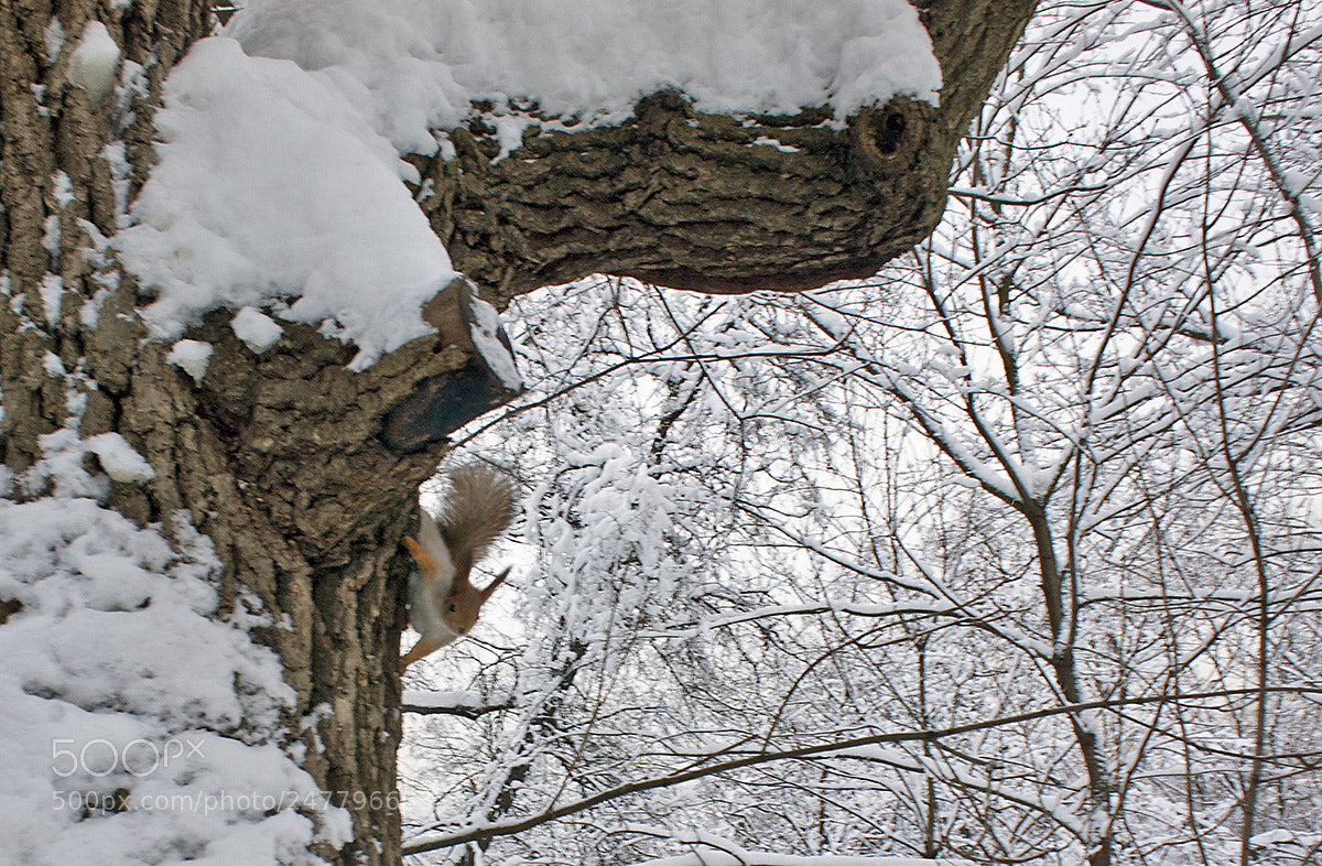 Sony Alpha NEX-3 sample photo. Snow photography