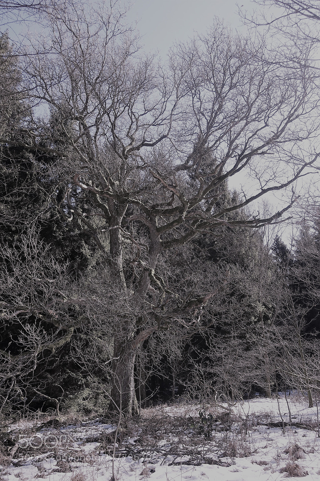 Sony Cyber-shot DSC-RX100 IV sample photo. Ardennes hivernales... photography