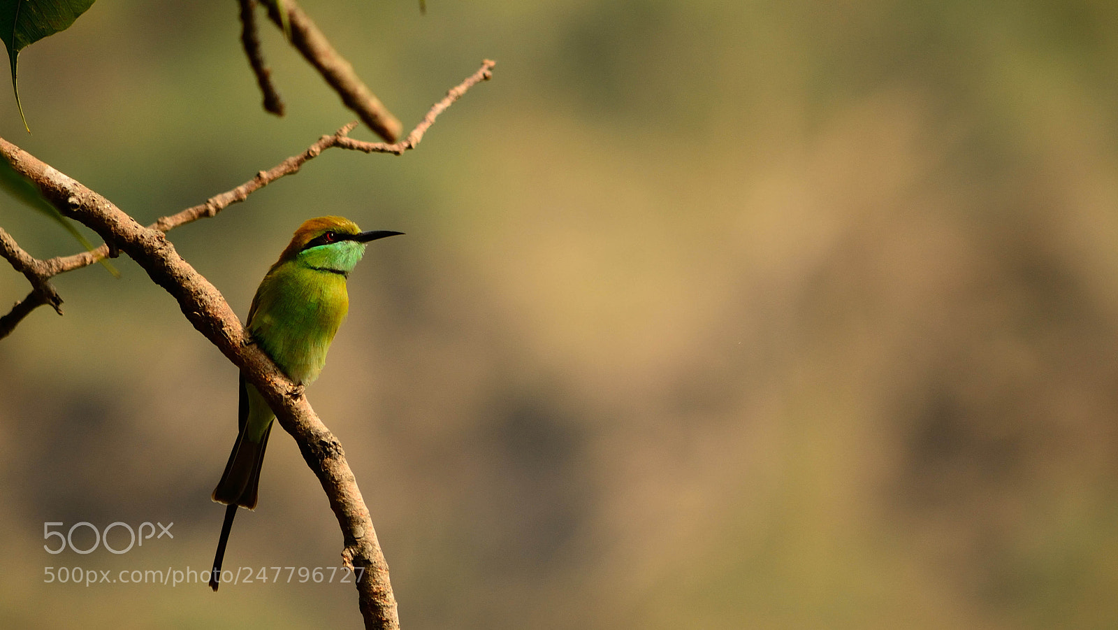 Nikon D5100 sample photo. Rich in green photography