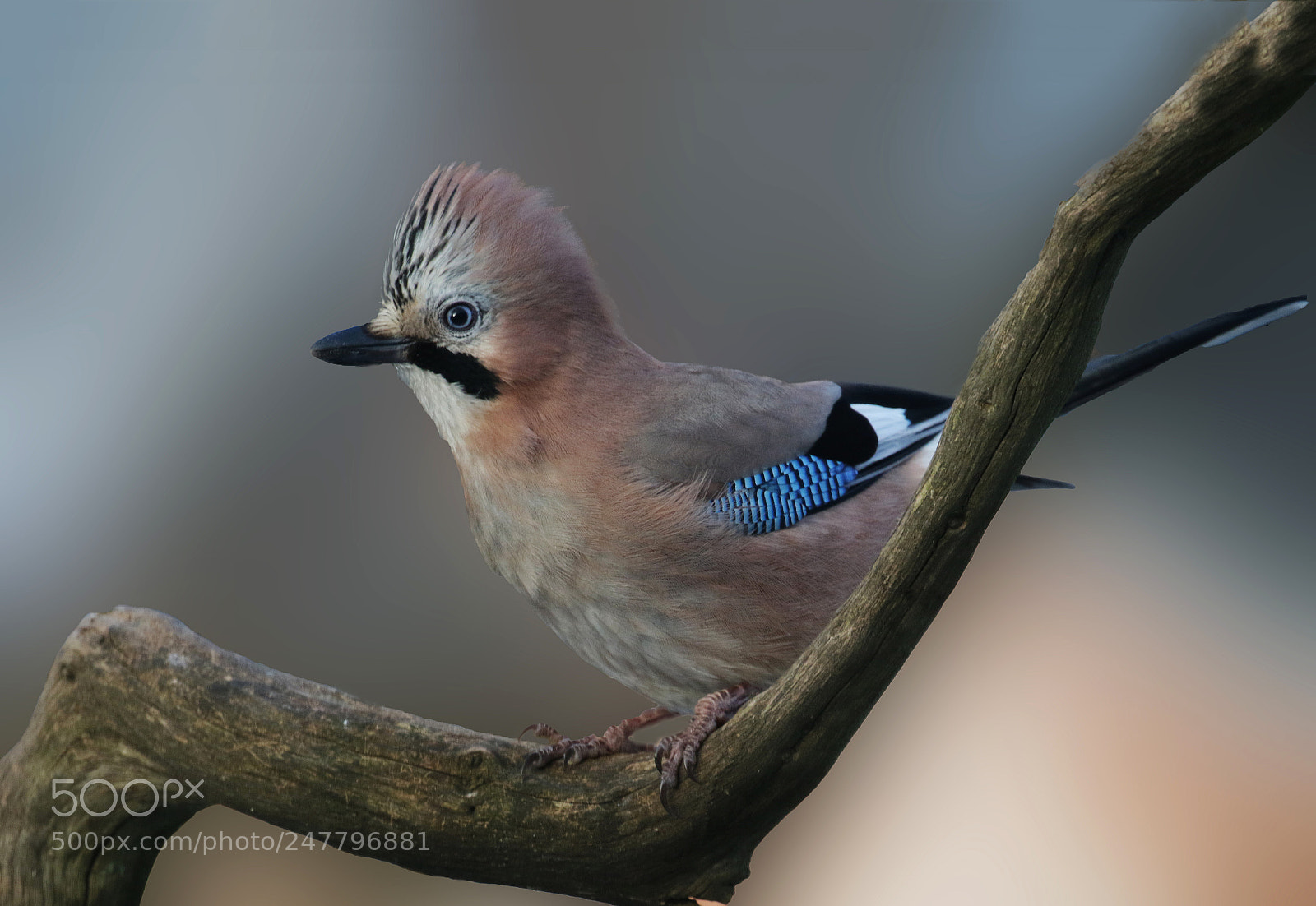 Canon EOS 7D Mark II sample photo. Eurasian jay (garrulus glandarius) photography