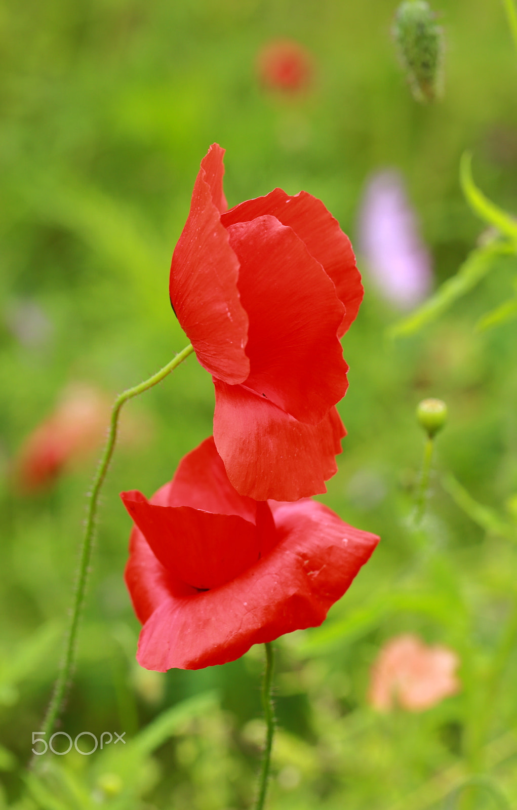 Canon EF 100mm F2.8L Macro IS USM sample photo. Poppy 2017 photography
