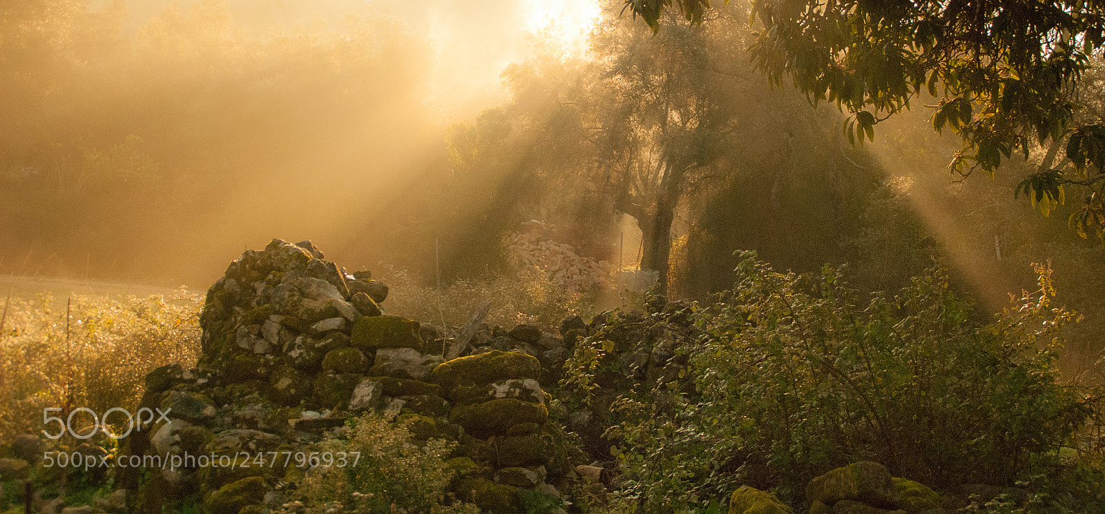 Nikon D80 sample photo. Morning mist photography