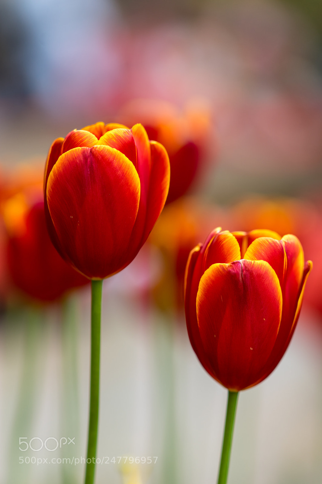 Sony a7 II sample photo. Tulip photography