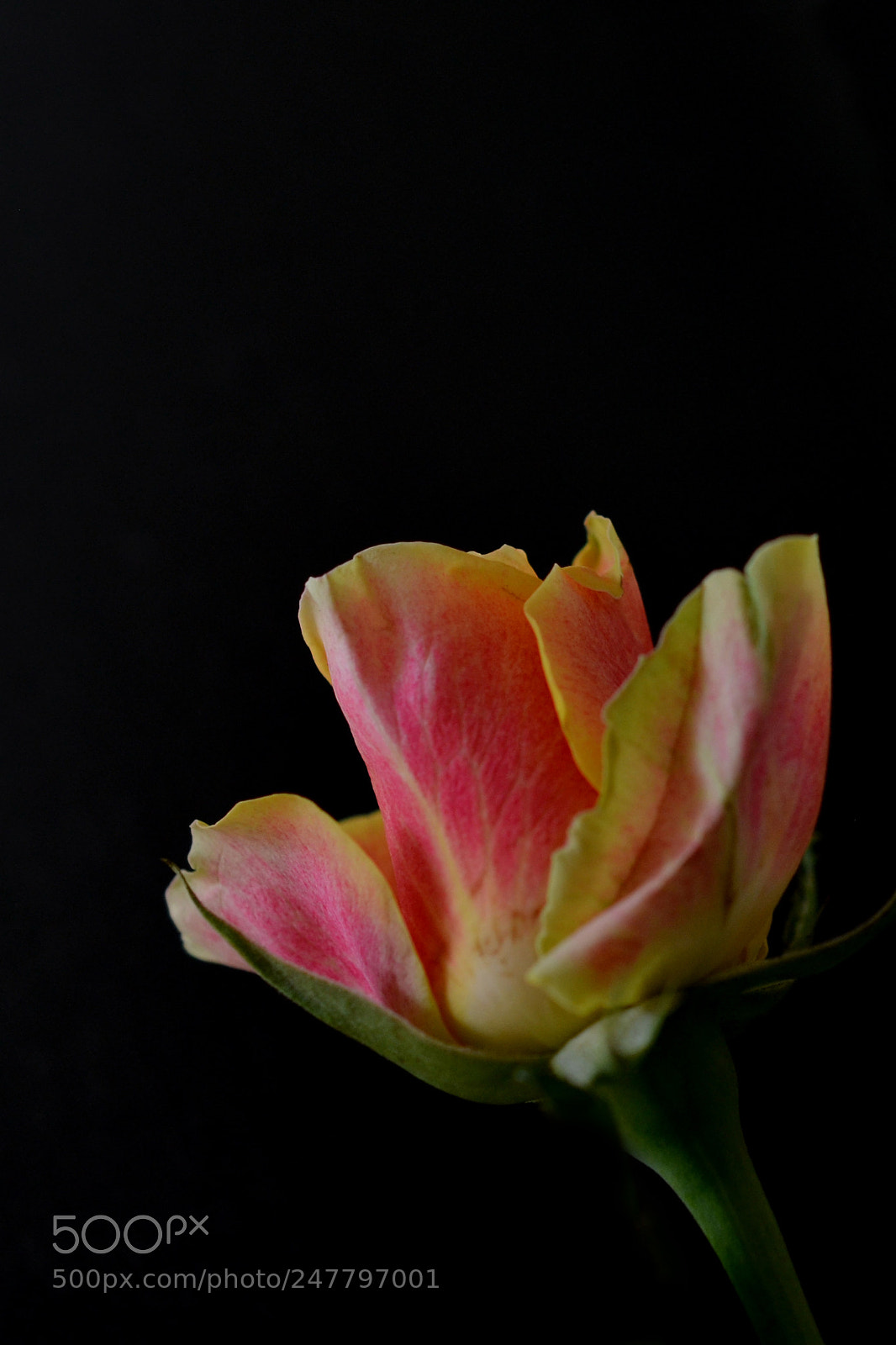 Nikon D5100 sample photo. Rose photography