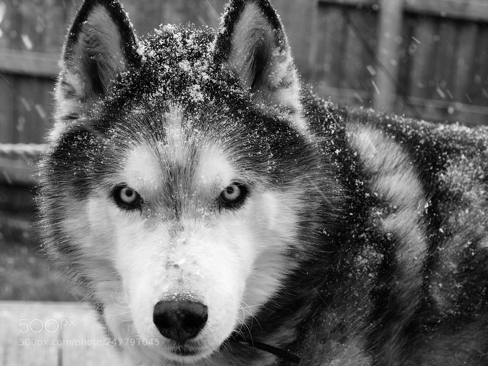 Olympus OM-D E-M10 II sample photo. Playing in the snow photography