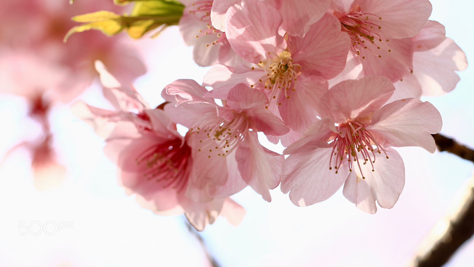 Canon EOS 700D (EOS Rebel T5i / EOS Kiss X7i) sample photo. Sakura ... photography