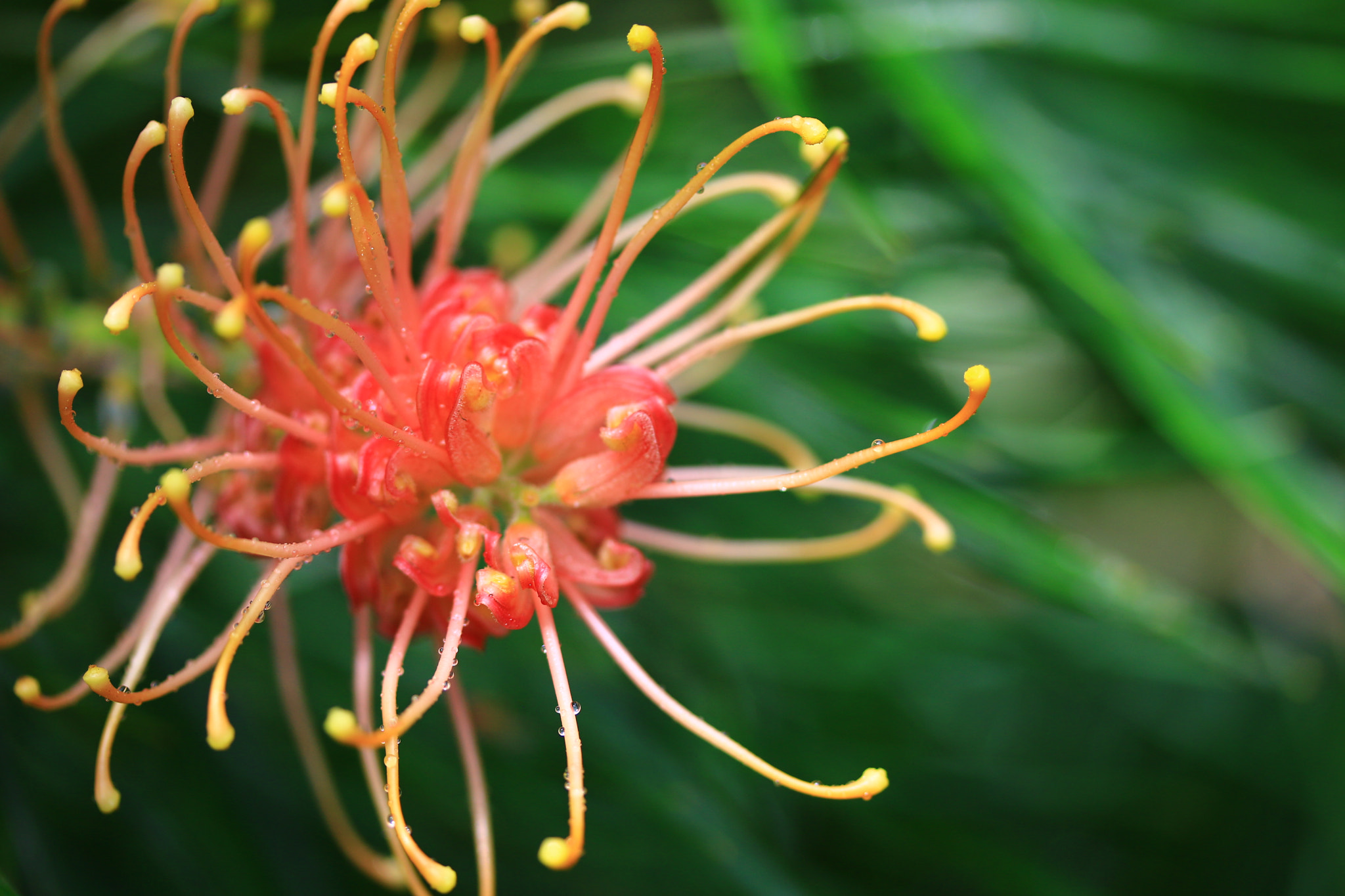 Canon EF-S 60mm F2.8 Macro USM sample photo. Blossoming threads photography