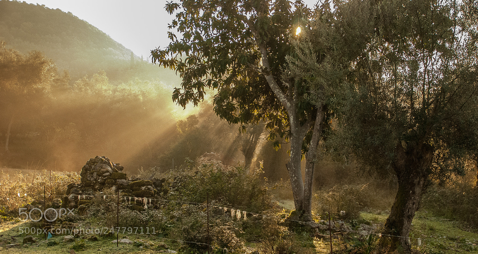 Nikon D80 sample photo. Misty morning photography