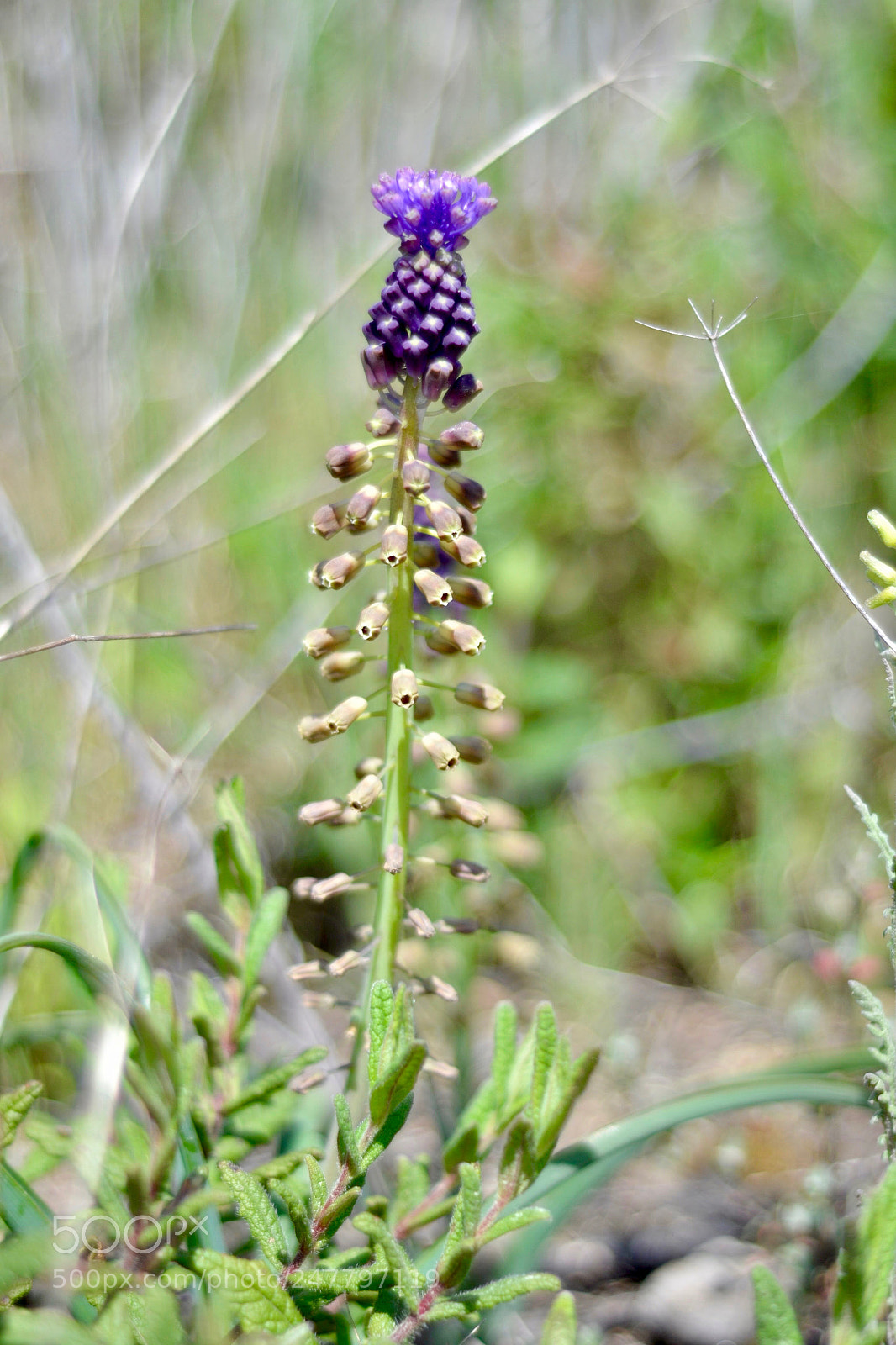 Nikon D3100 sample photo. Wild photography