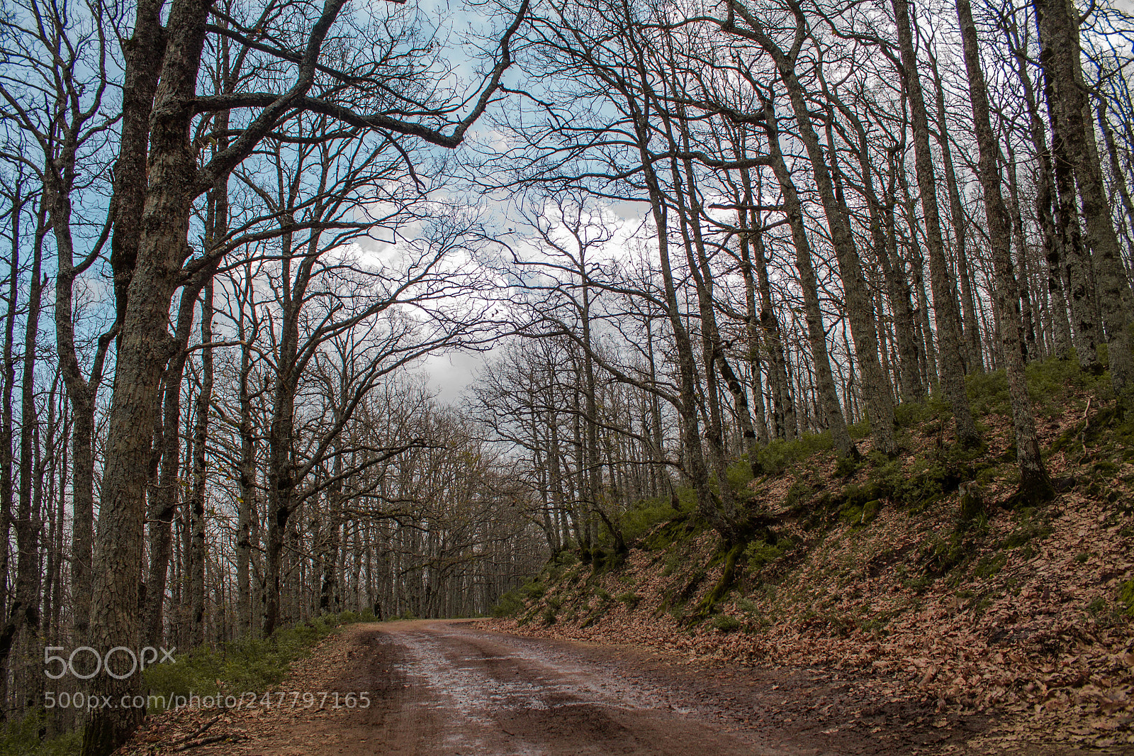 Canon EOS 1100D (EOS Rebel T3 / EOS Kiss X50) sample photo. Road in the woods photography