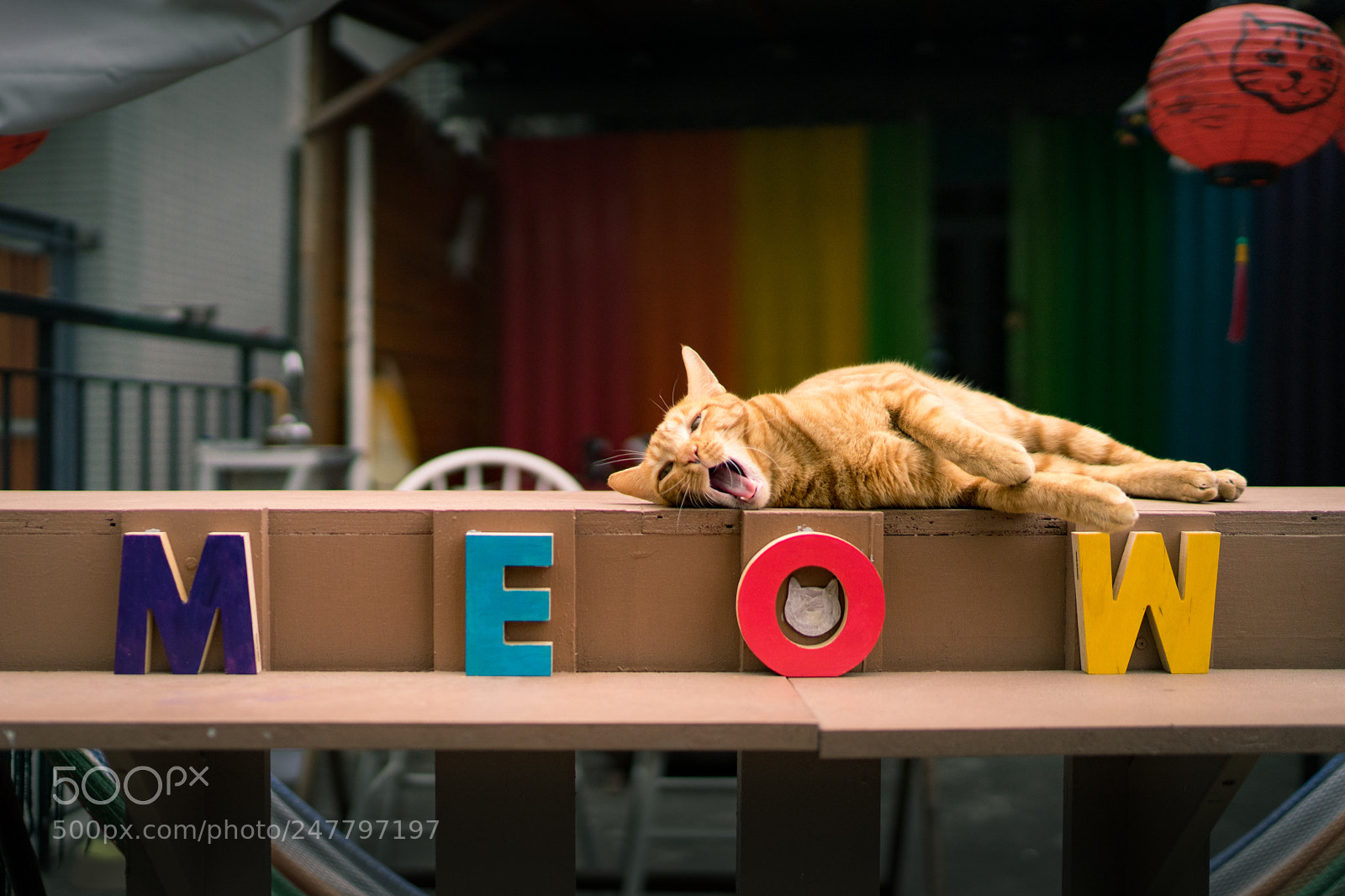 Sony a7 II sample photo. Meow photography