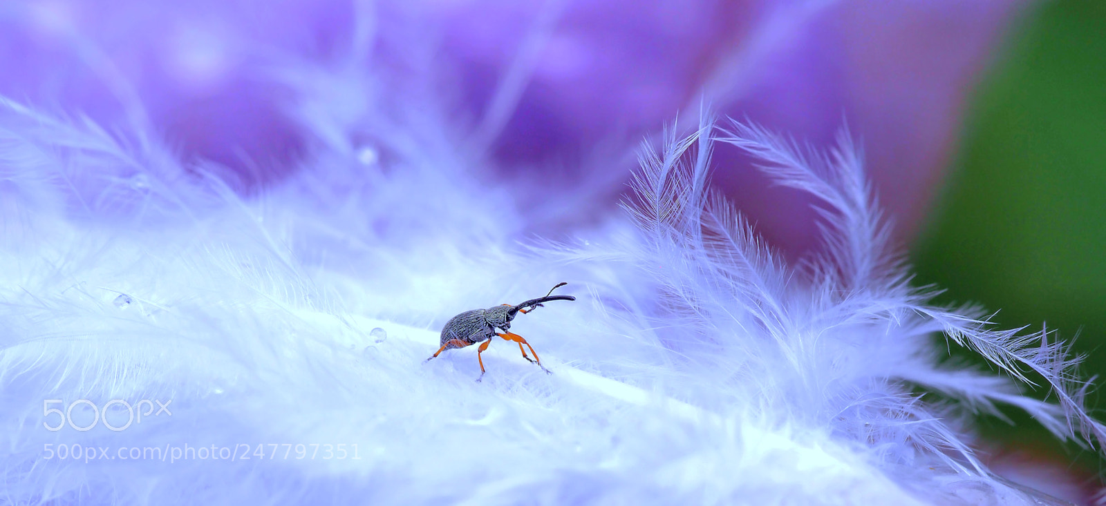 Olympus OM-D E-M5 sample photo. Feather bath... photography
