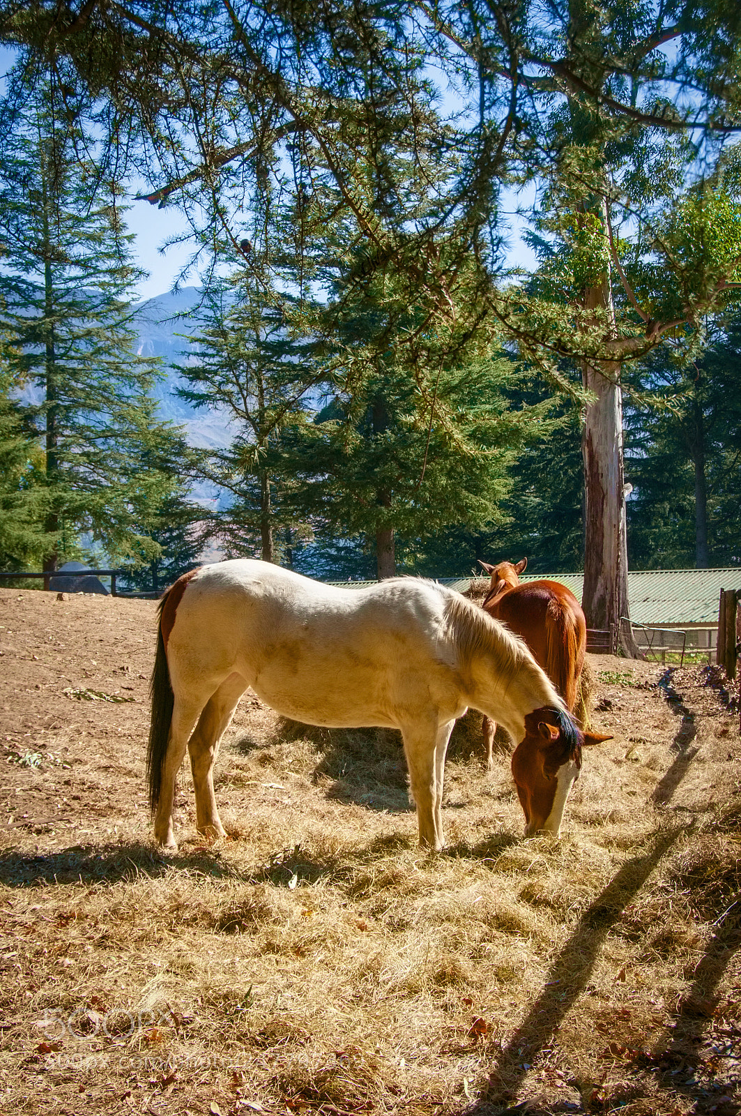 Nikon D300S sample photo. Country mare photography