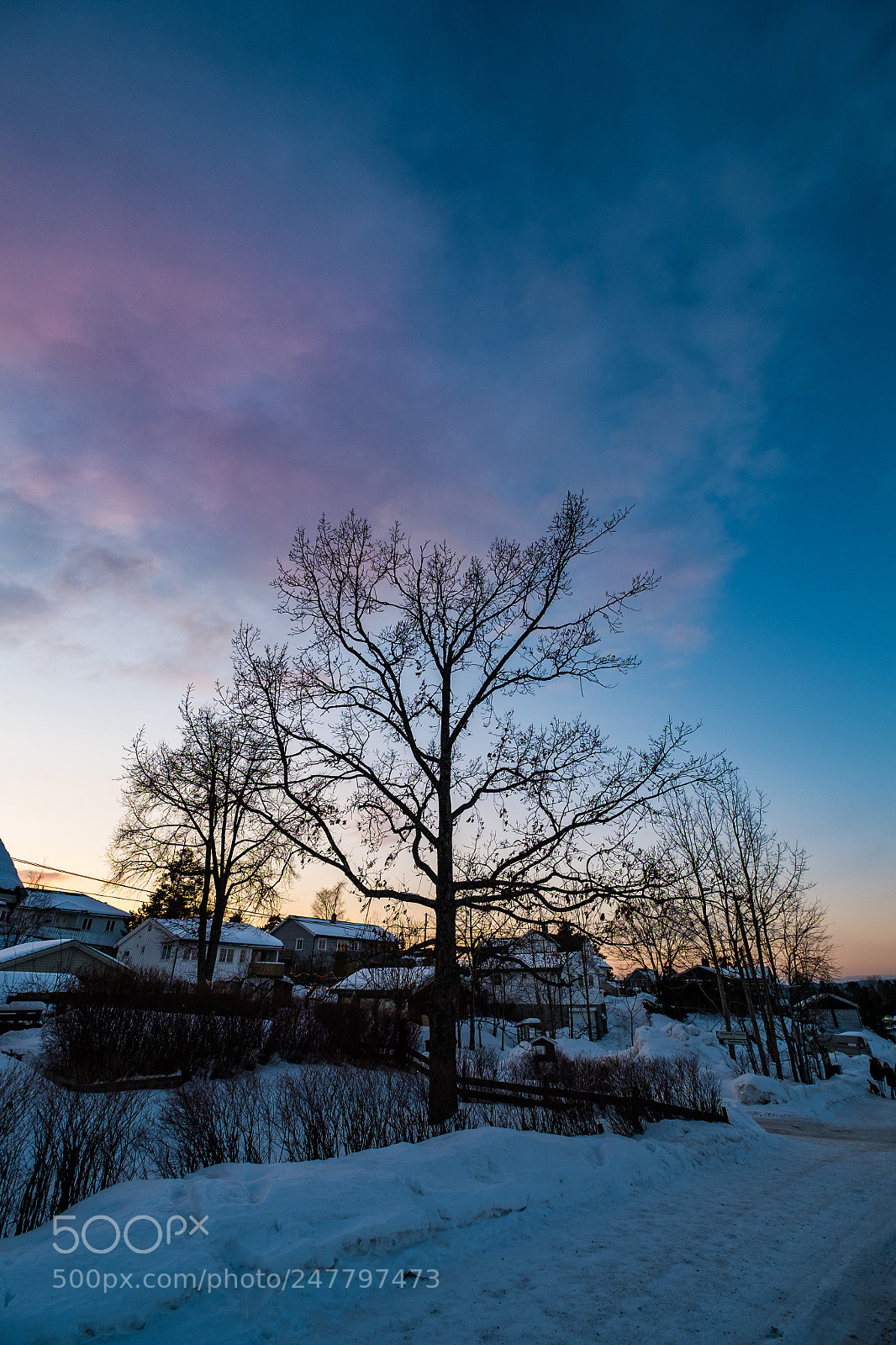Fujifilm X-Pro1 sample photo. Color tree photography