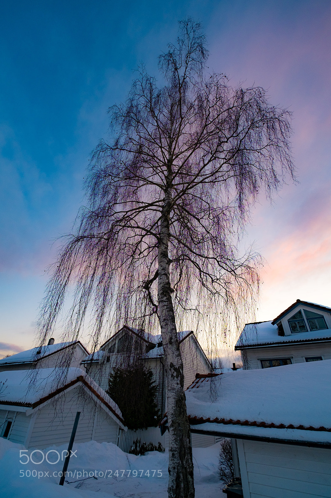 Fujifilm X-Pro1 sample photo. Night tree photography
