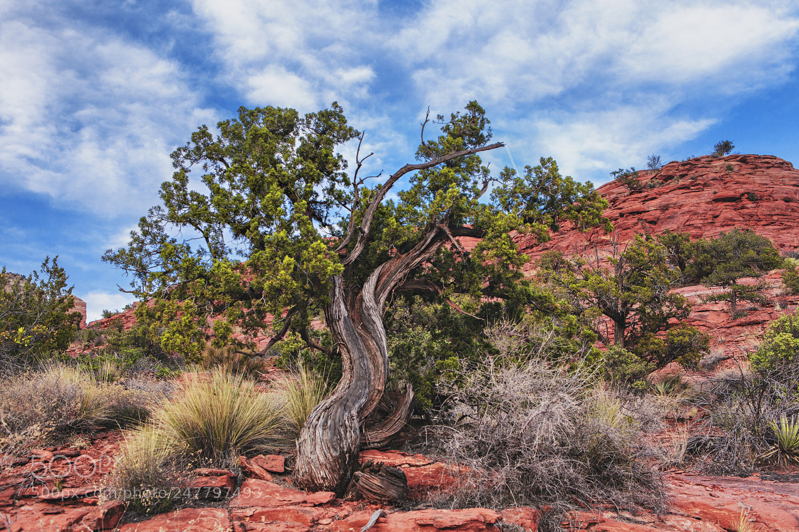 Canon EOS 5D Mark II sample photo. Sedona tree photography