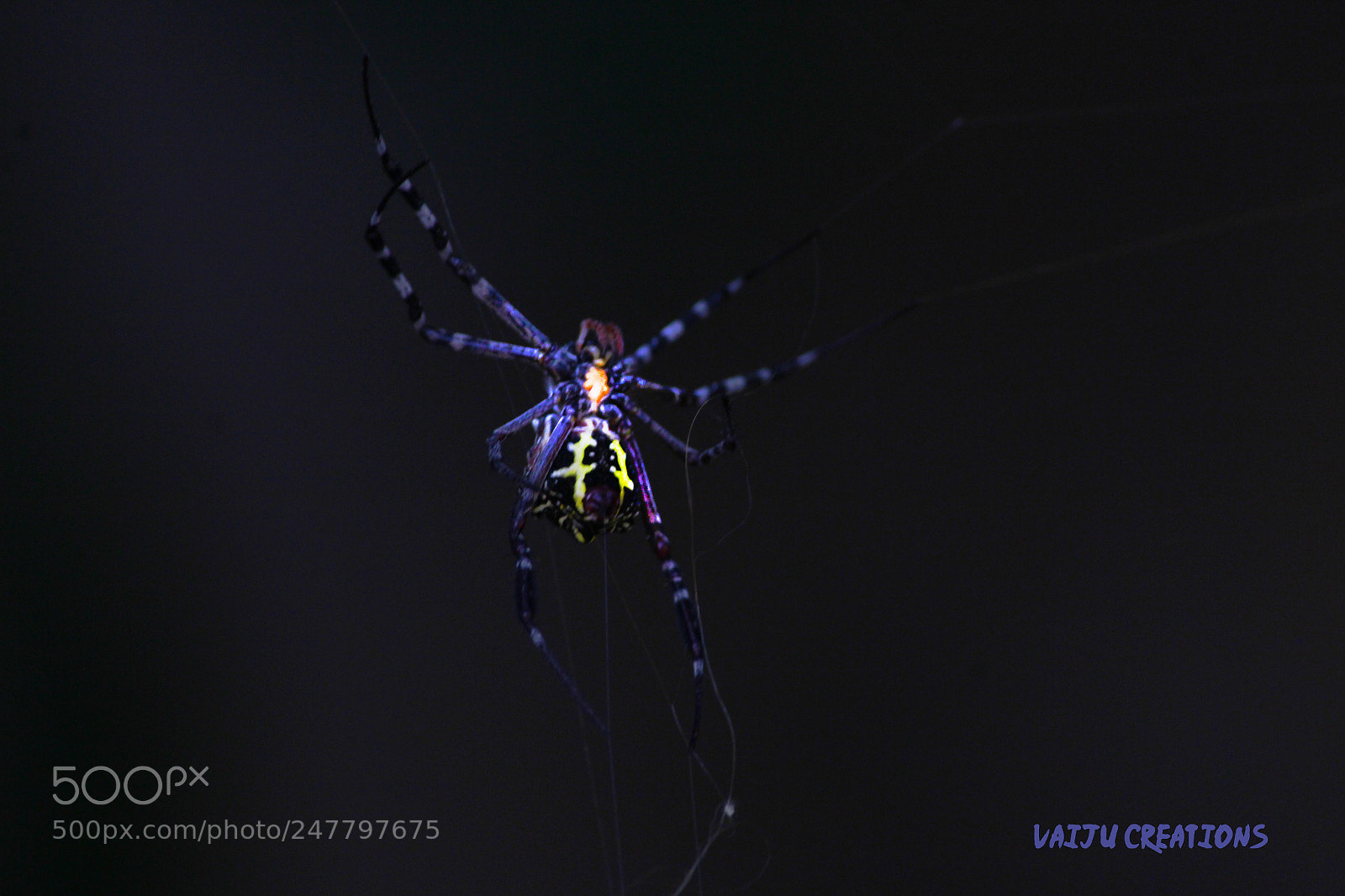 Canon EOS 1200D (EOS Rebel T5 / EOS Kiss X70 / EOS Hi) sample photo. Spider photography