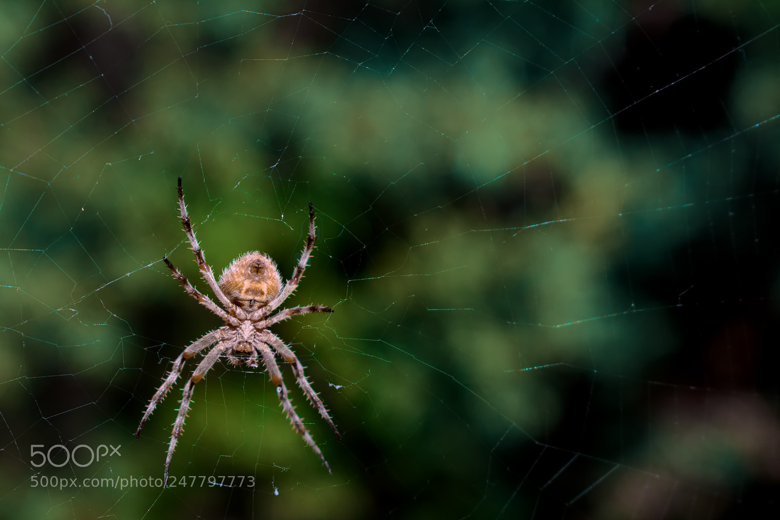 Nikon D3400 sample photo. The spider photography
