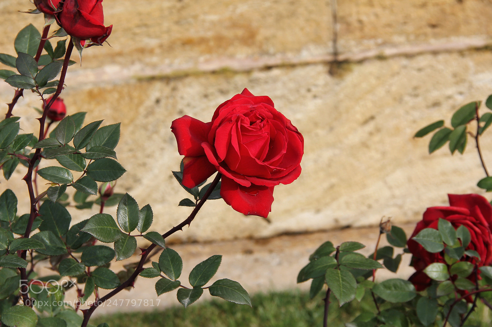 Canon EOS 60D sample photo. Rose photography