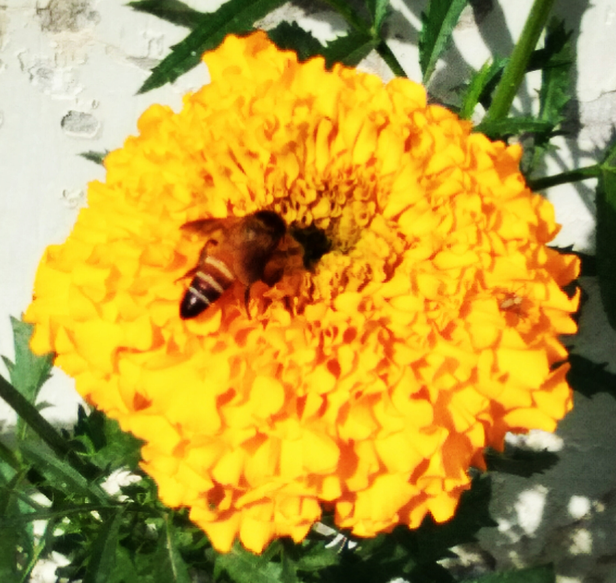 vivo Y55s sample photo. Honeybee 🐝 photography