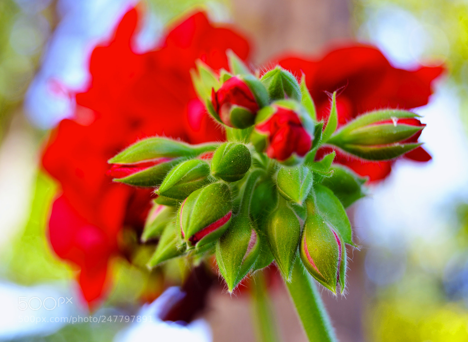 Nikon D3100 sample photo. Primavera photography