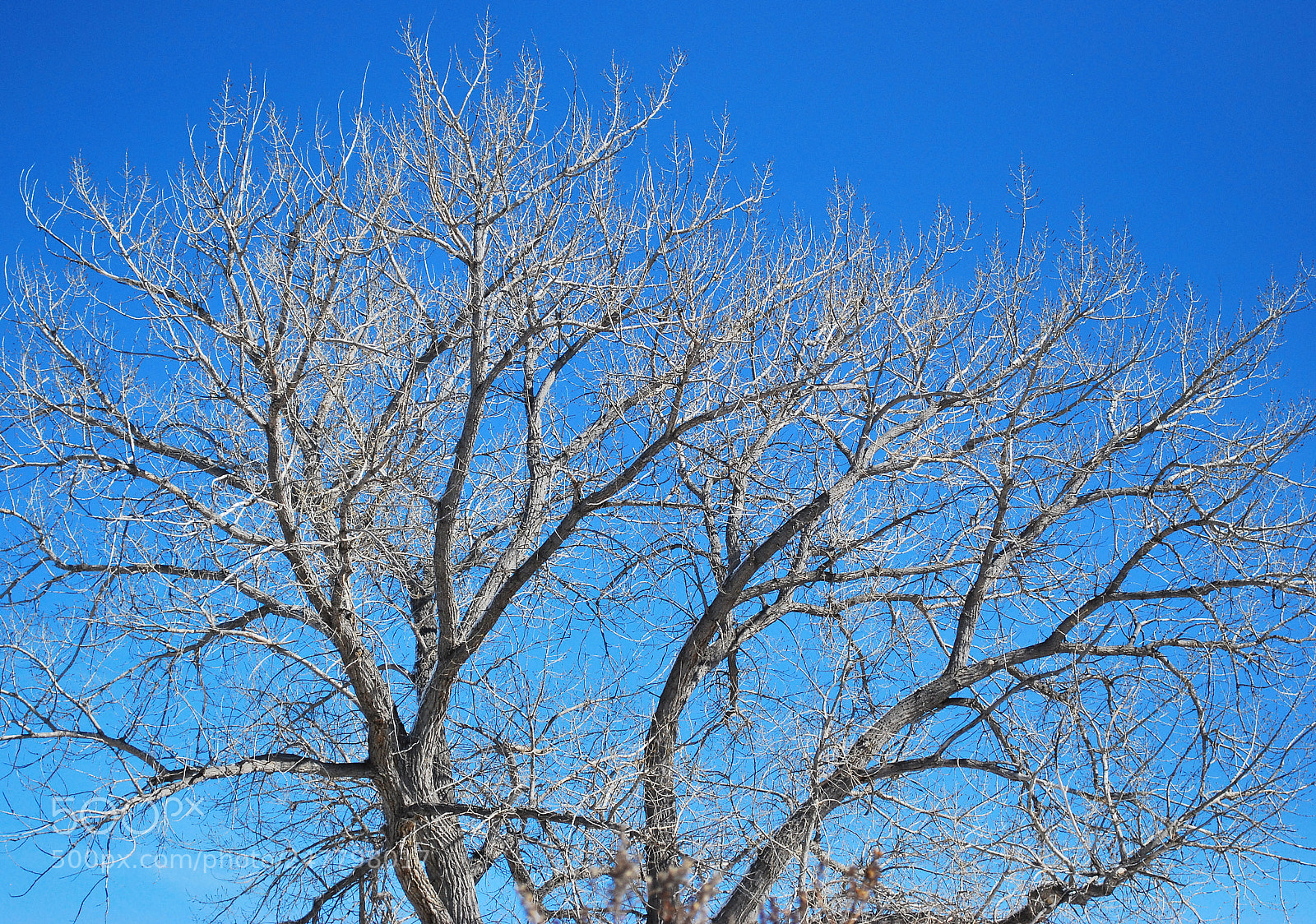 Nikon D60 sample photo. Trees abstract. photography