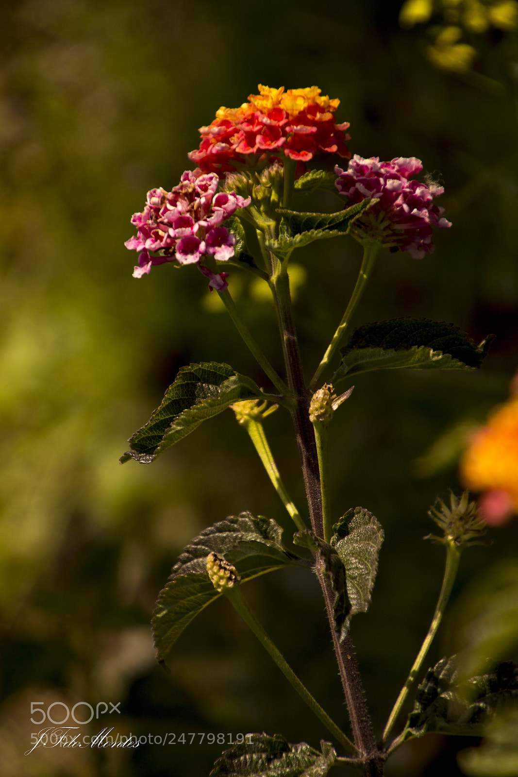 Canon EOS 700D (EOS Rebel T5i / EOS Kiss X7i) sample photo. Lantana photography