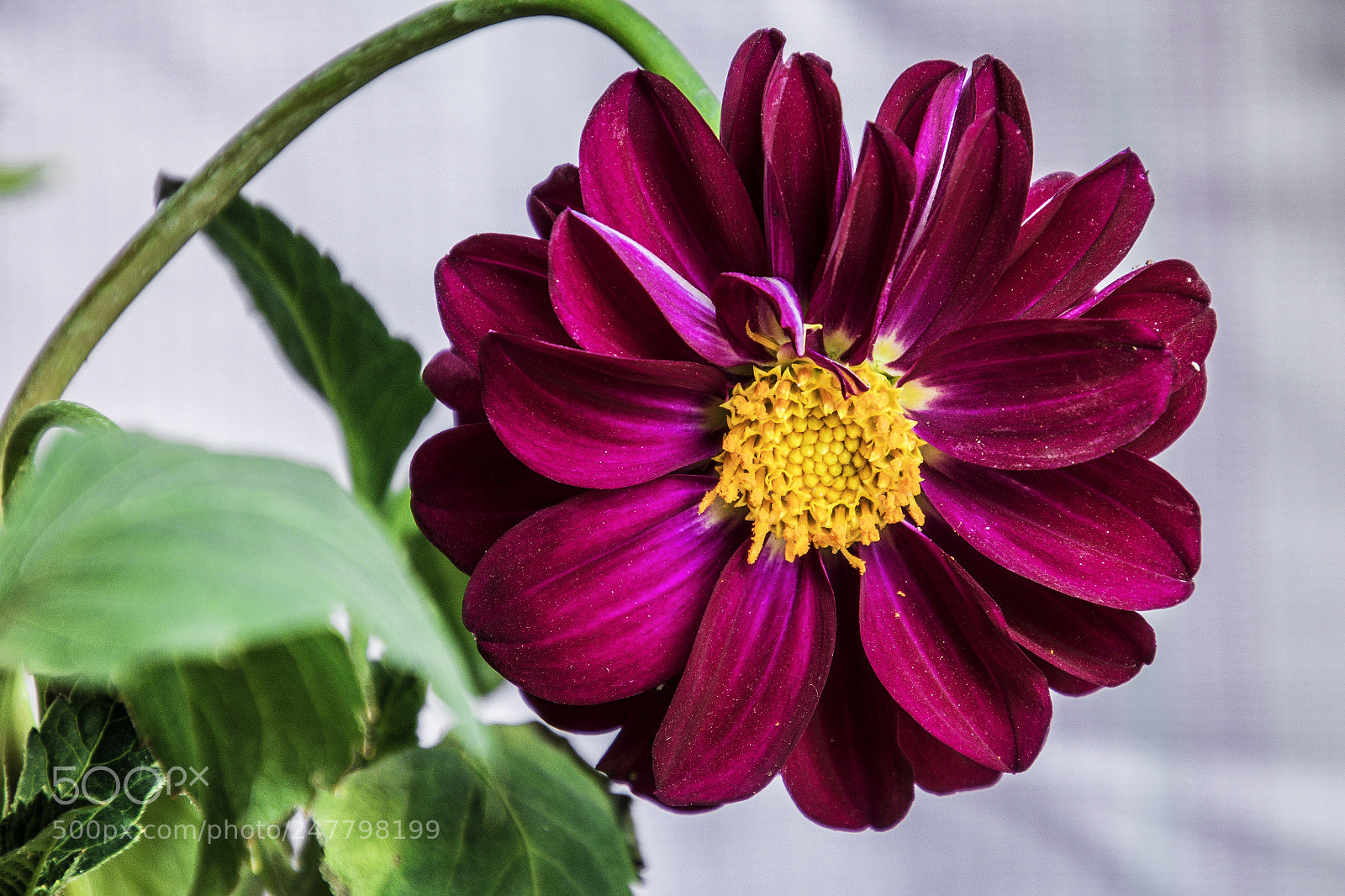 Nikon D7200 sample photo. Dsc photography