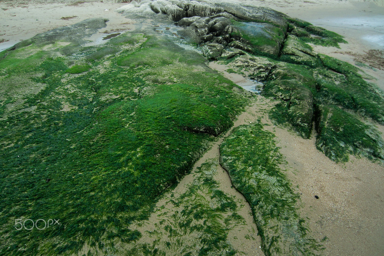 Canon PowerShot ELPH 300 HS (IXUS 220 HS / IXY 410F) sample photo. Beach reef moss photography