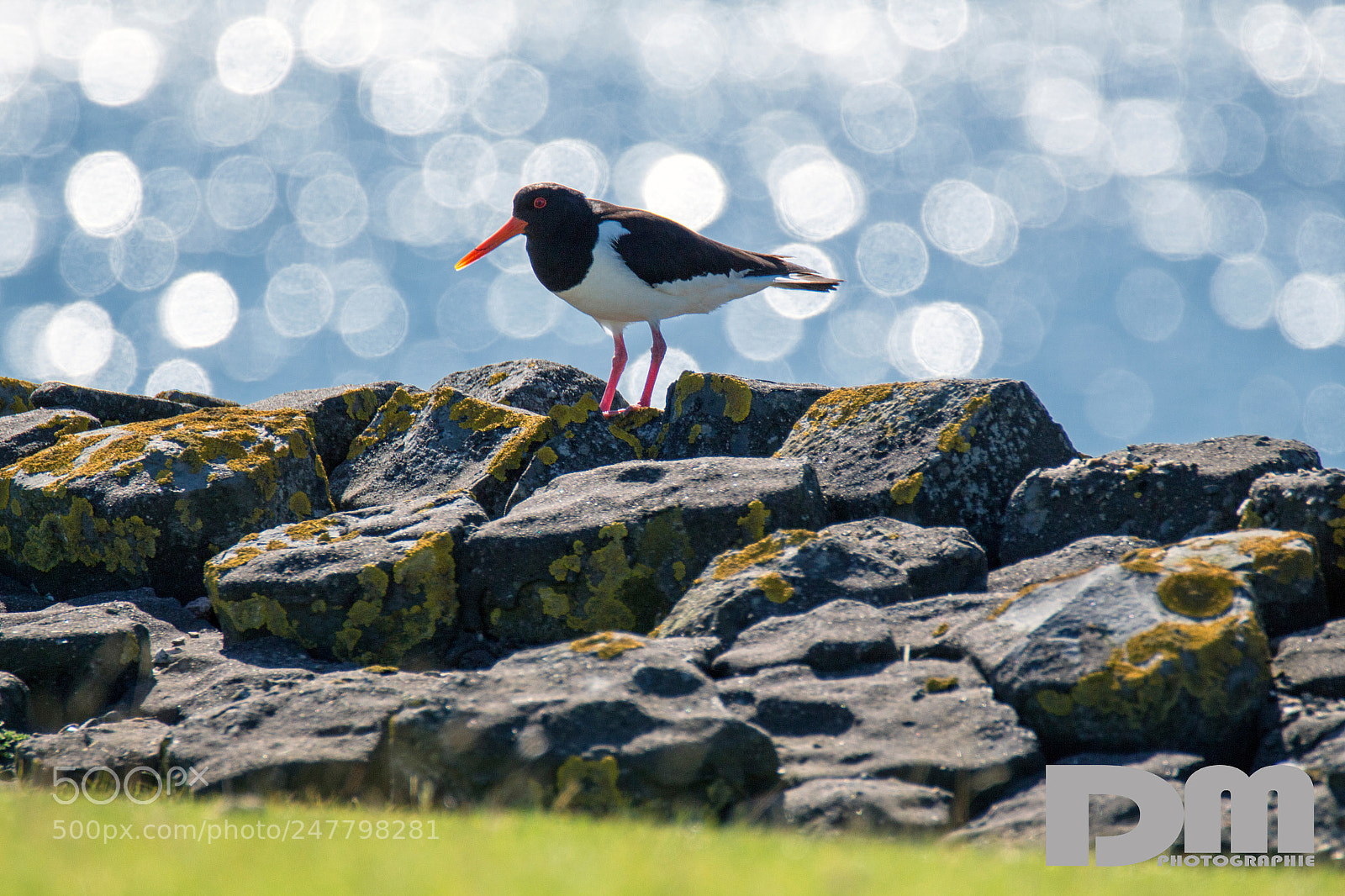 Canon EOS 700D (EOS Rebel T5i / EOS Kiss X7i) sample photo. Oystercatcher on pellworm photography
