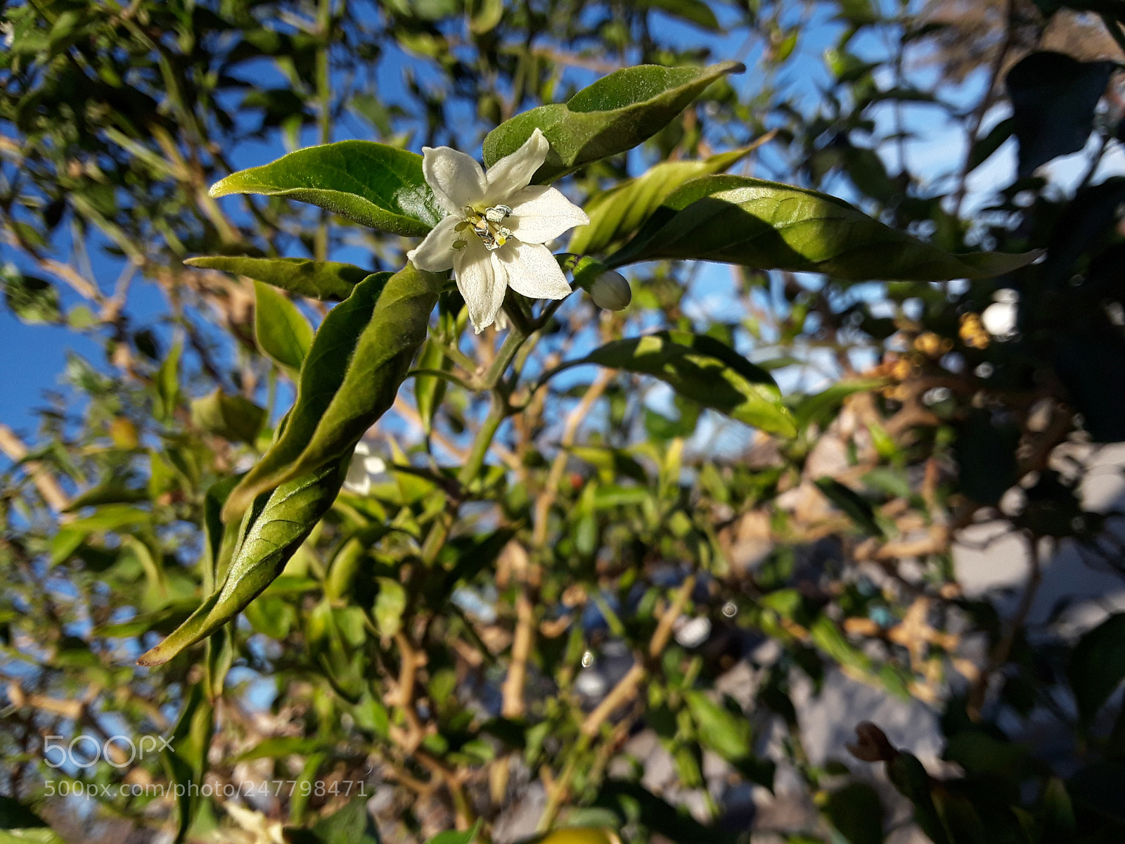 Samsung Galaxy J7 Prime sample photo. White flower photography