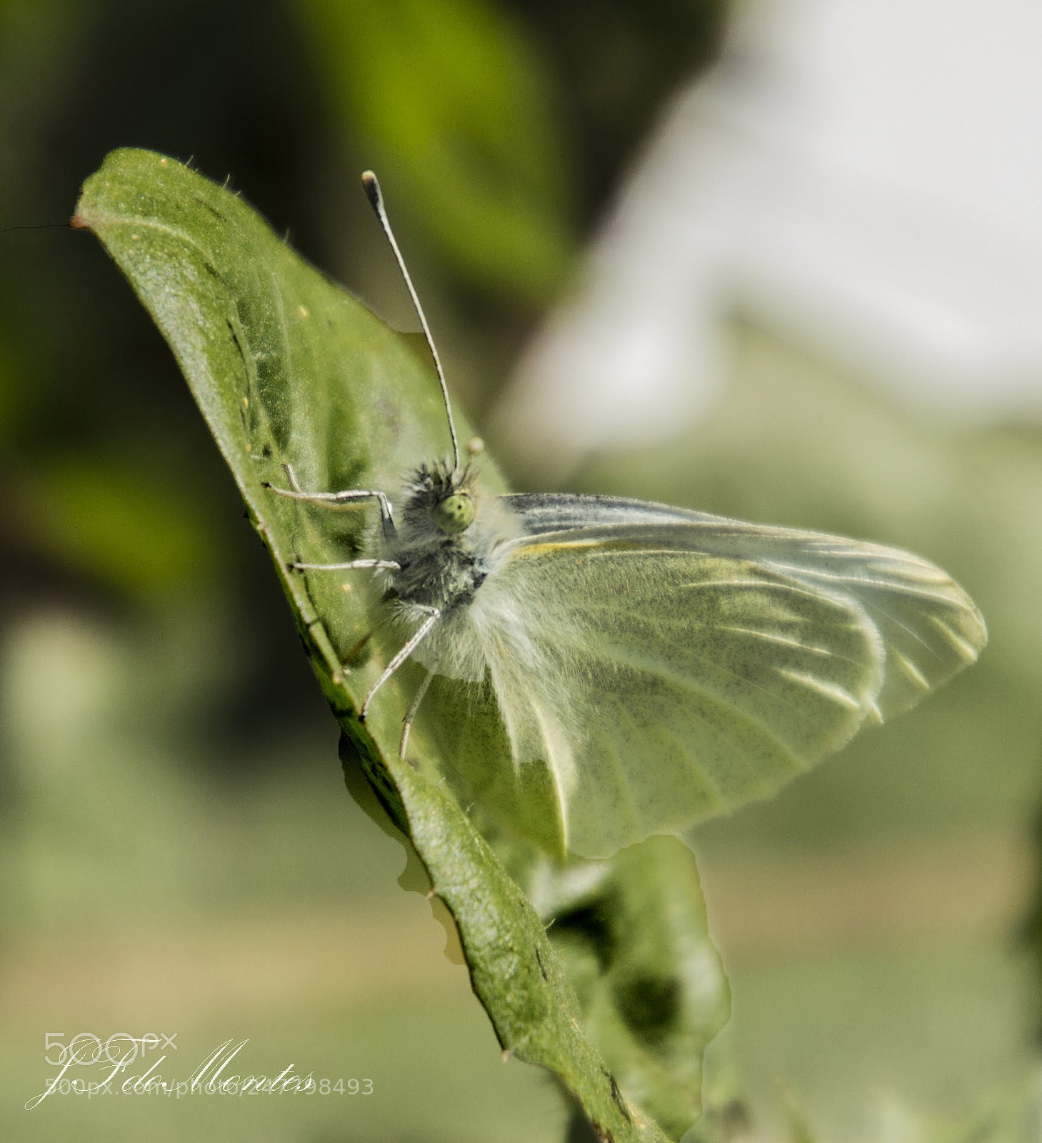 Canon EOS 700D (EOS Rebel T5i / EOS Kiss X7i) sample photo. Pieris rapae photography