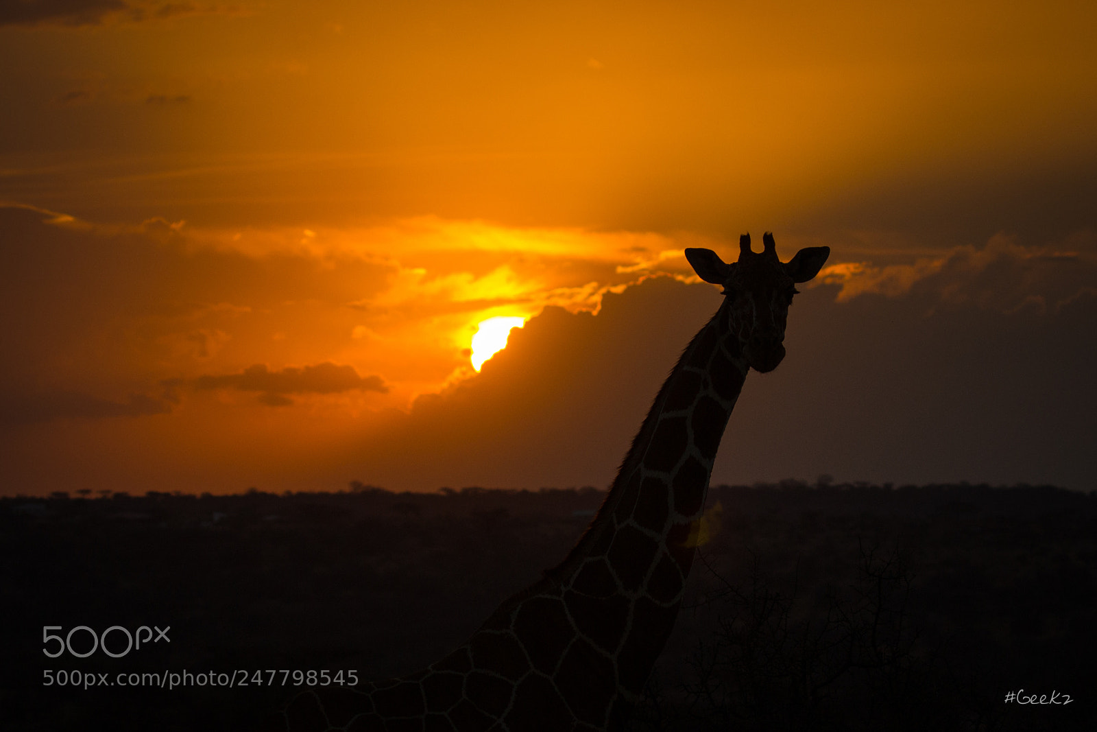 Canon EOS 100D (EOS Rebel SL1 / EOS Kiss X7) sample photo. The sunset and giraffe photography