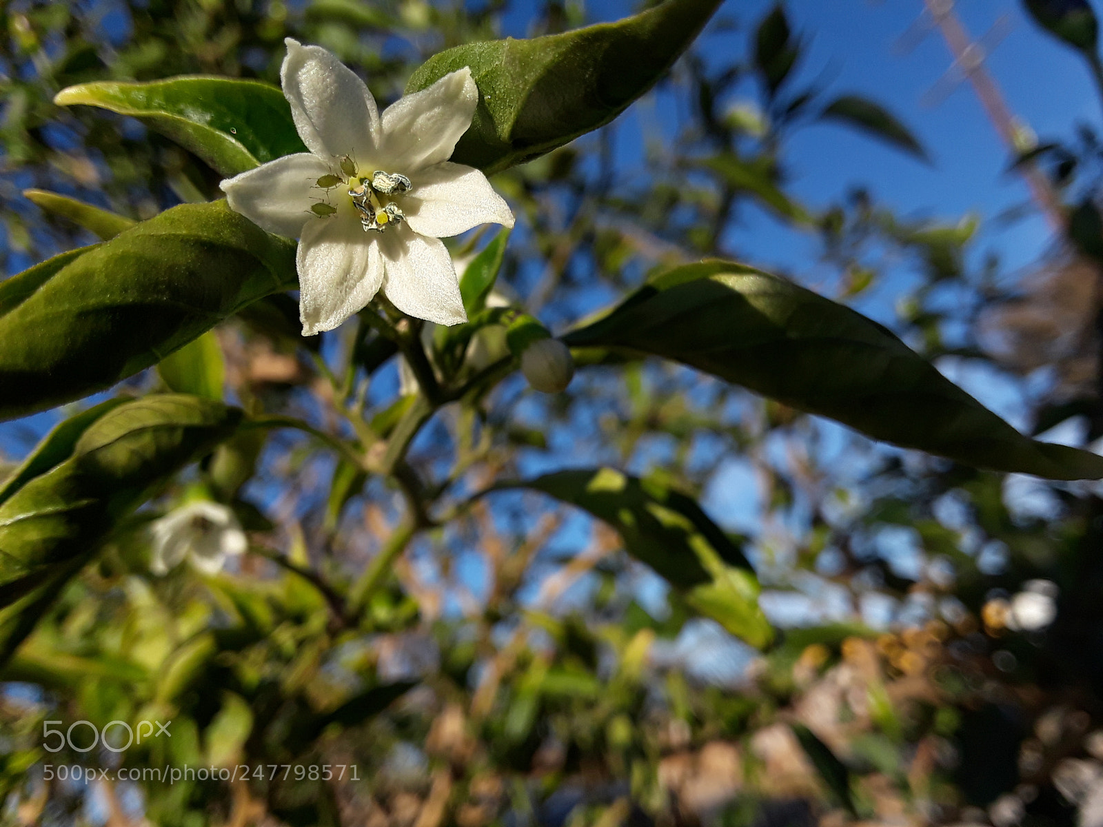 Samsung Galaxy J7 Prime sample photo. White flower #2 photography