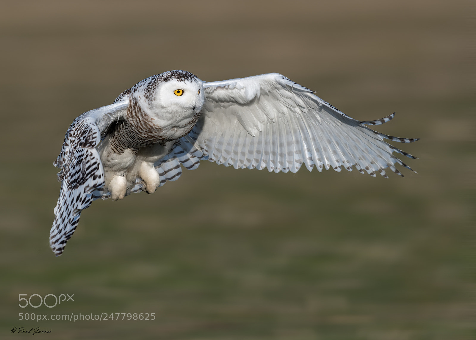 Nikon D850 sample photo. Snowy owl swooping onto photography
