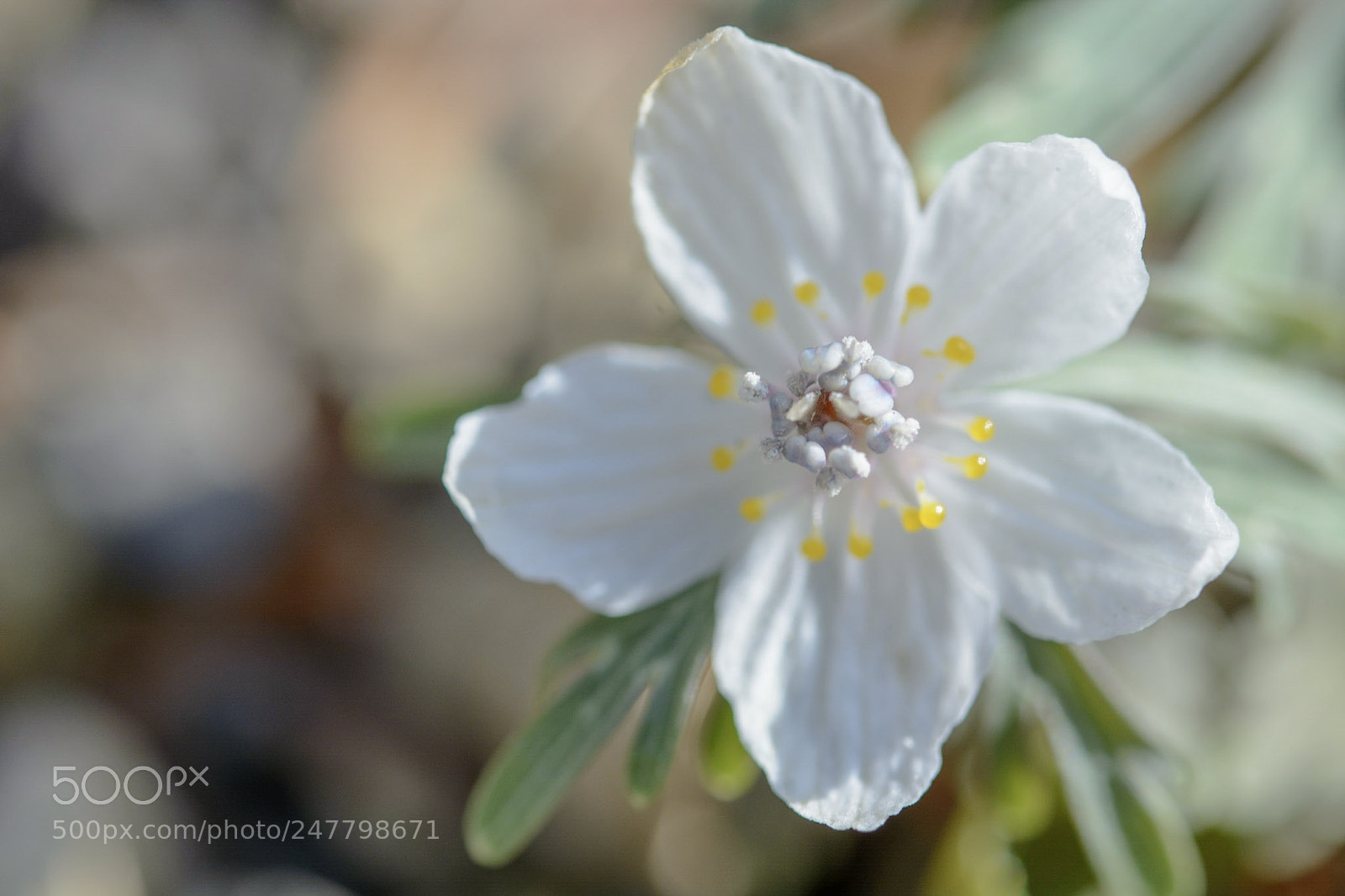 Nikon D7100 sample photo. Circle photography