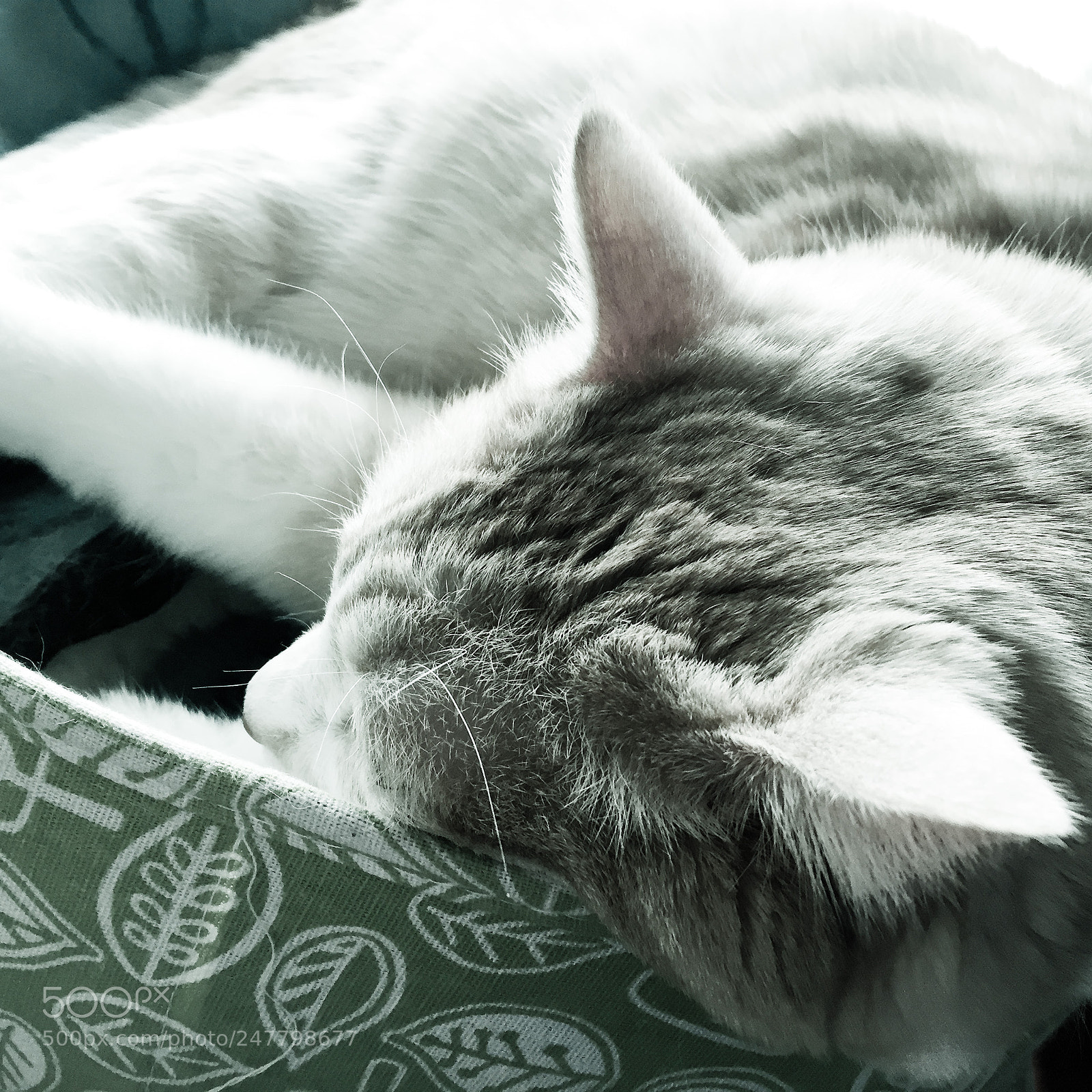 Apple iPhone 6 sample photo. My beloved cat. photography