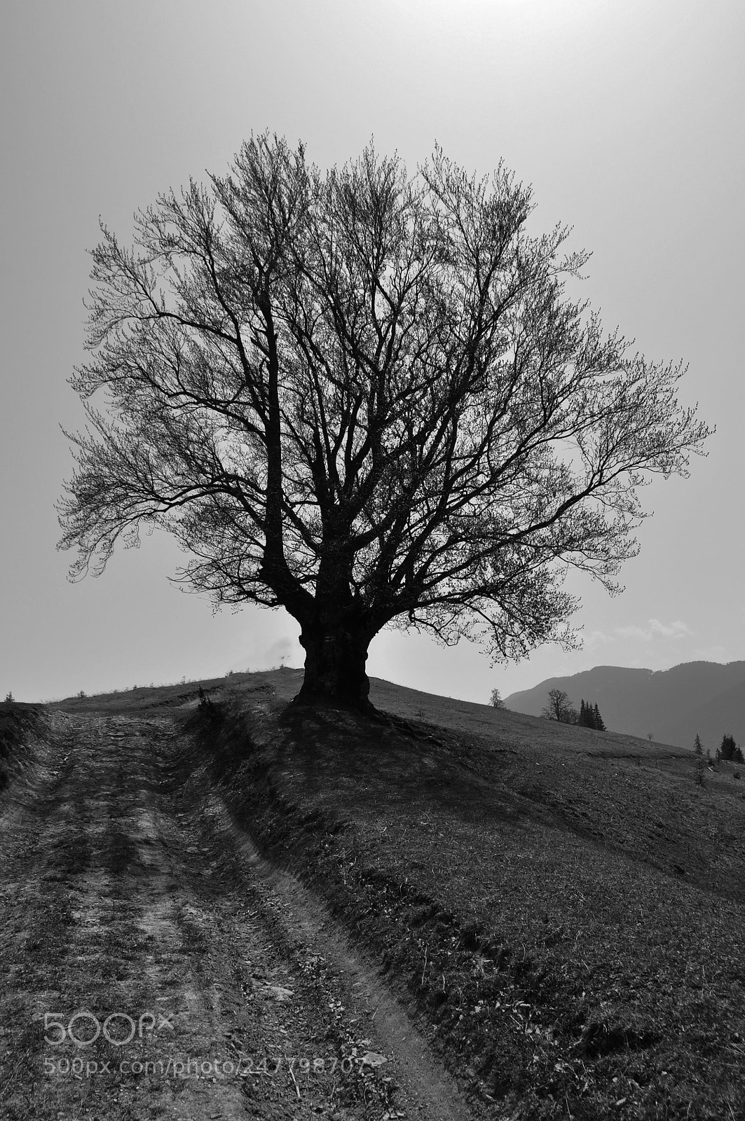Nikon D5000 sample photo. Lonely tree photography