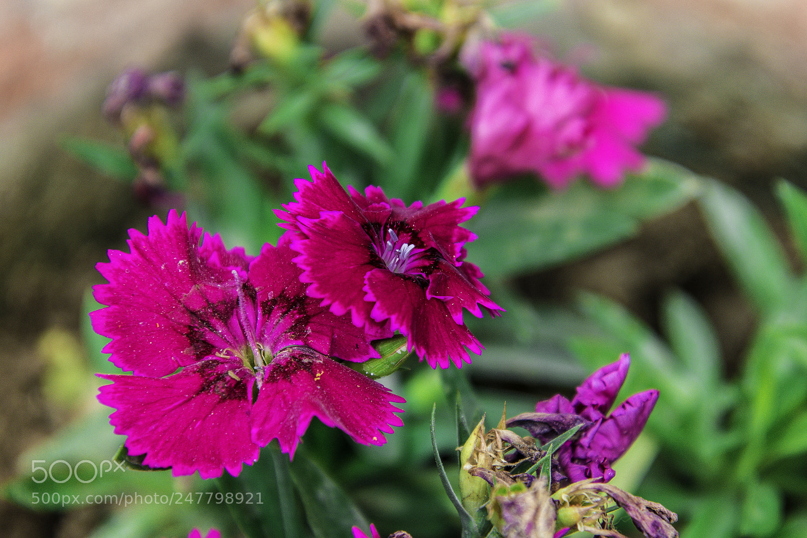Nikon D7200 sample photo. Dsc photography