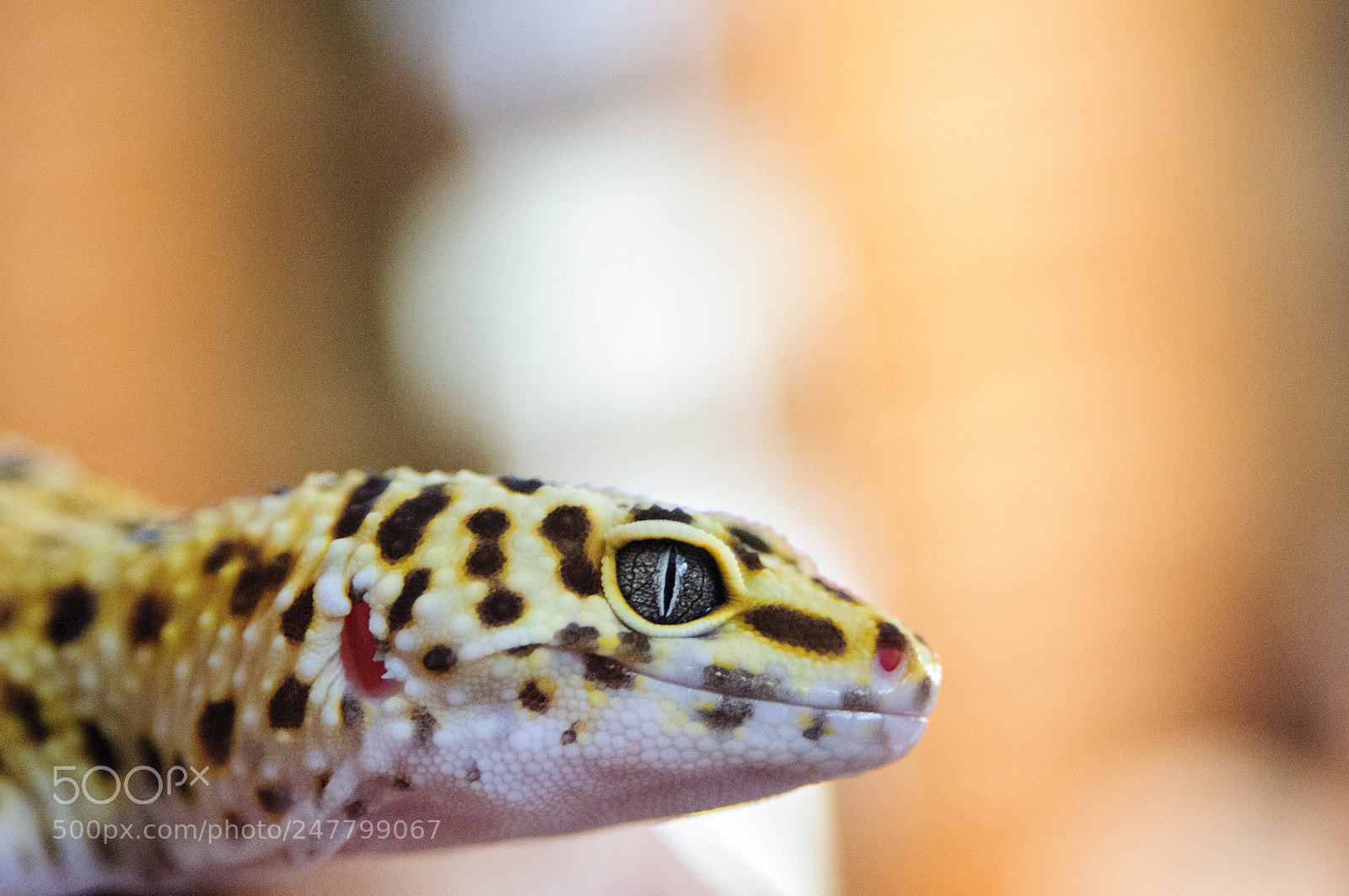 Nikon D300S sample photo. Lg photography
