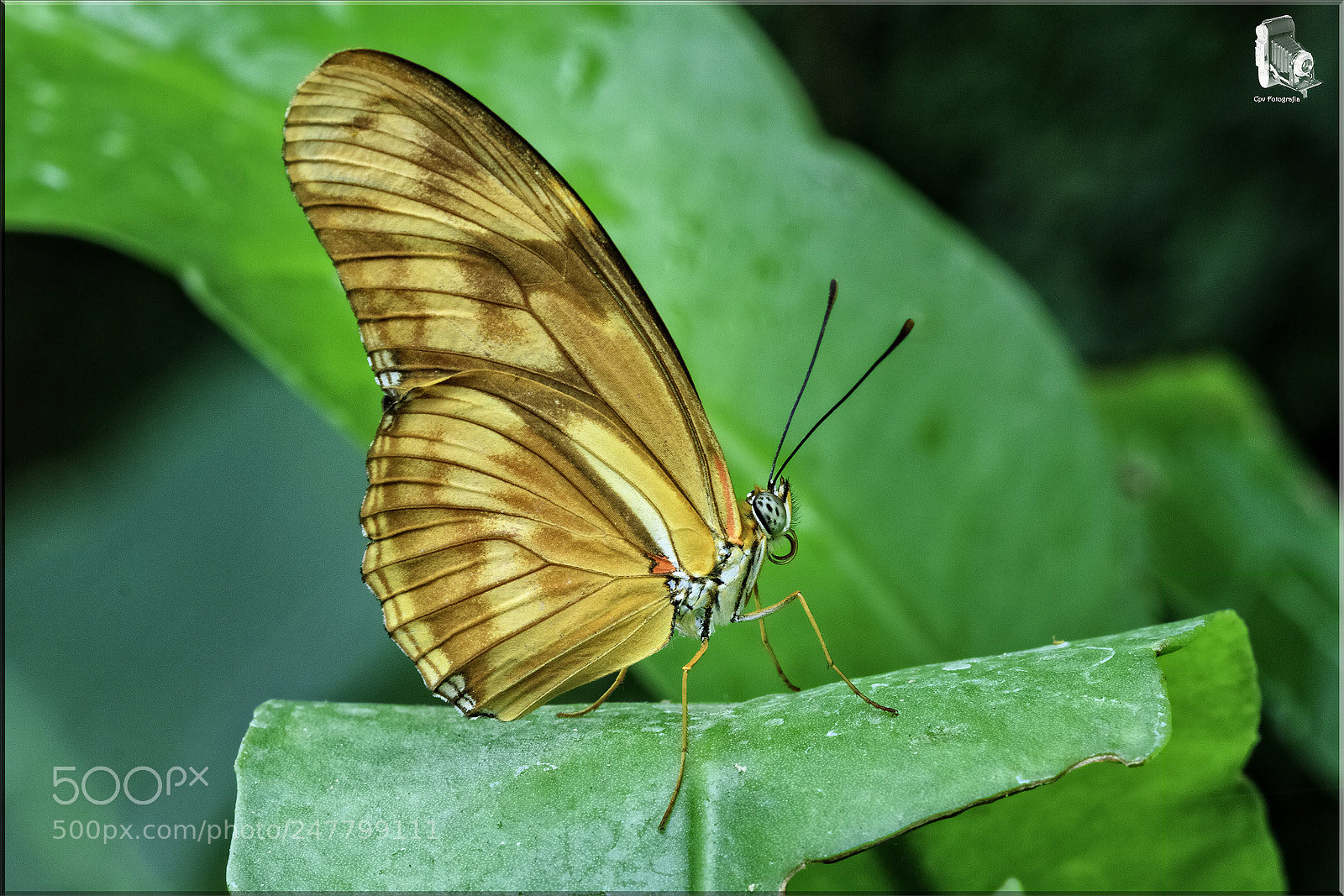 Canon EOS 80D sample photo. Mariposa ( dryas iulia ) photography