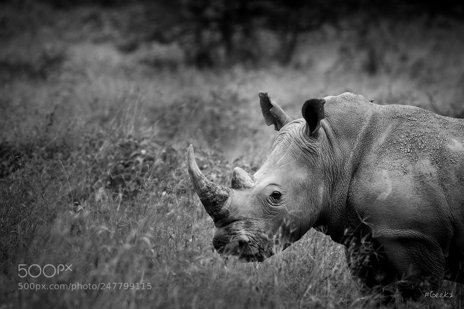 Canon EOS 100D (EOS Rebel SL1 / EOS Kiss X7) sample photo. The african while rhino photography