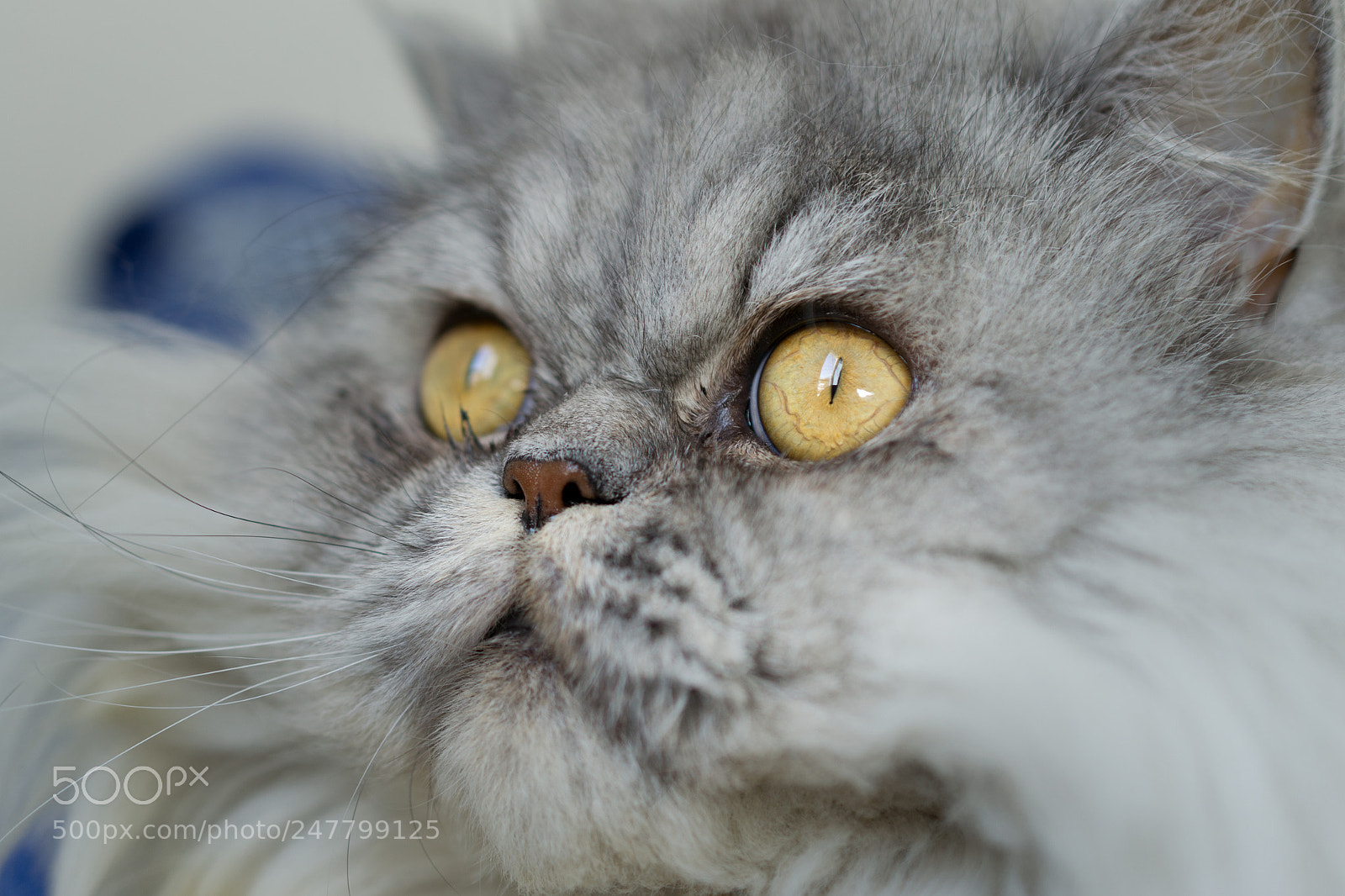 Nikon D3100 sample photo. Chasseur 2 photography
