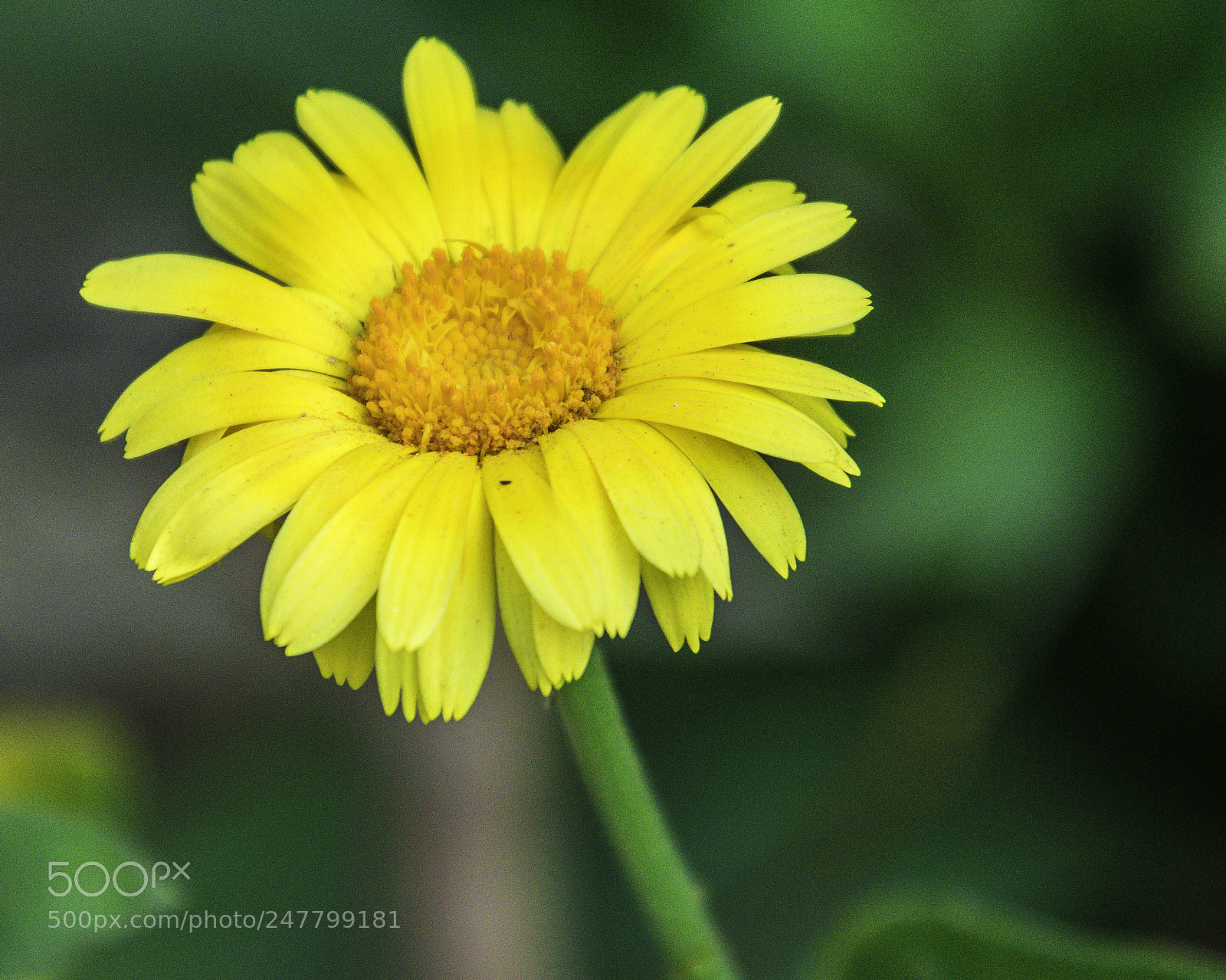 Nikon D7200 sample photo. Dsc photography