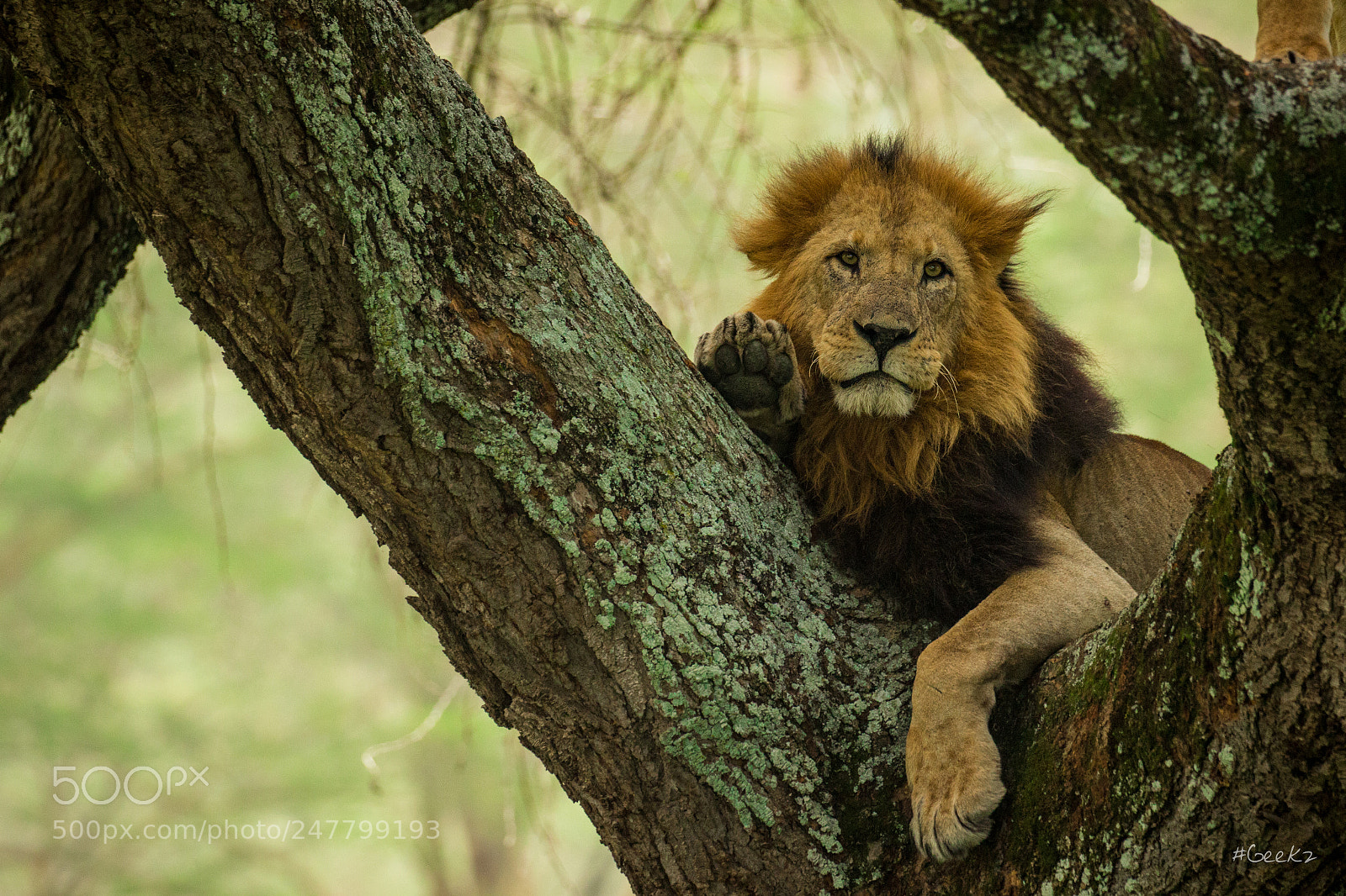 Canon EOS 100D (EOS Rebel SL1 / EOS Kiss X7) sample photo. Yes, i'm lion... and photography