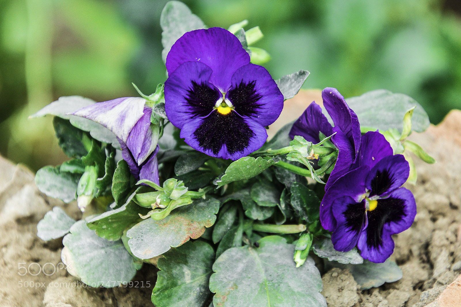 Nikon D7200 sample photo. Dsc photography
