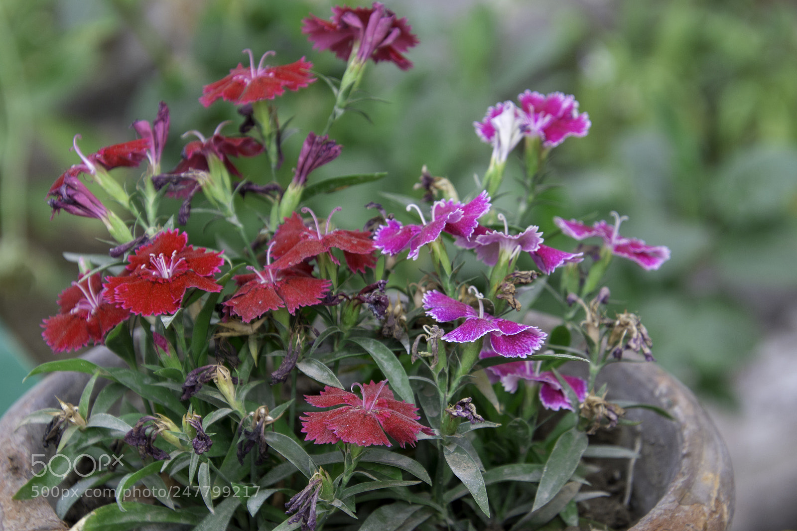 Nikon D7200 sample photo. Dsc photography