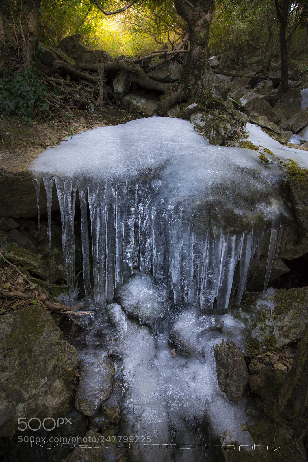 Canon EOS 6D Mark II sample photo. Forest wonderland photography