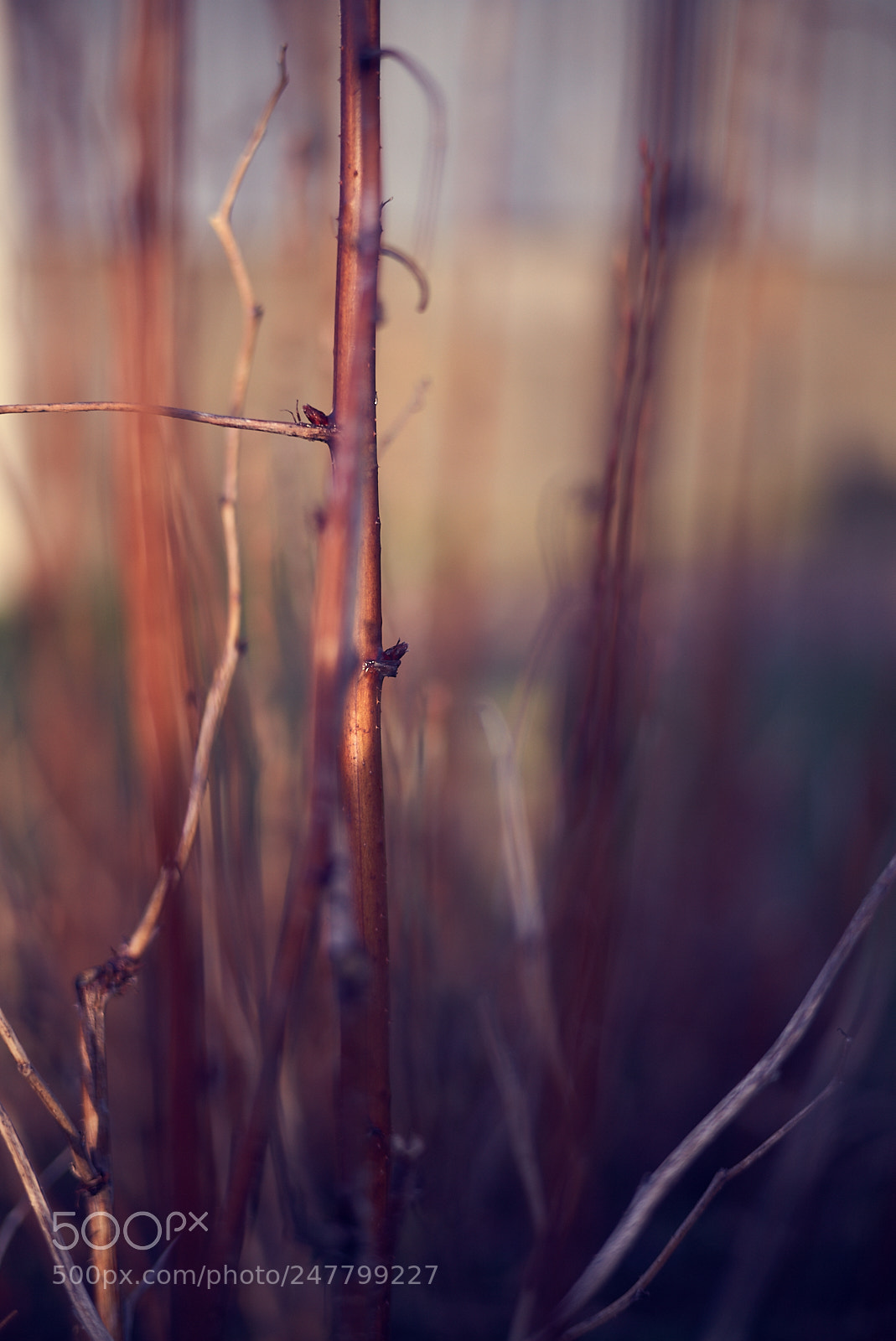 Leica M (Typ 240) sample photo. The burning bush photography
